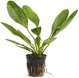 Potted Melon Sword - Beginner Tropical Live Aquarium Plant (Green, 3 Pack)