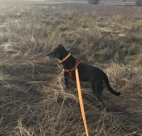 PUPTECK No Pull Dog Harness Soft Adjustable Basic Nylon Step in Puppy Vest Outdoor Walking with ID Tag Medium Orange