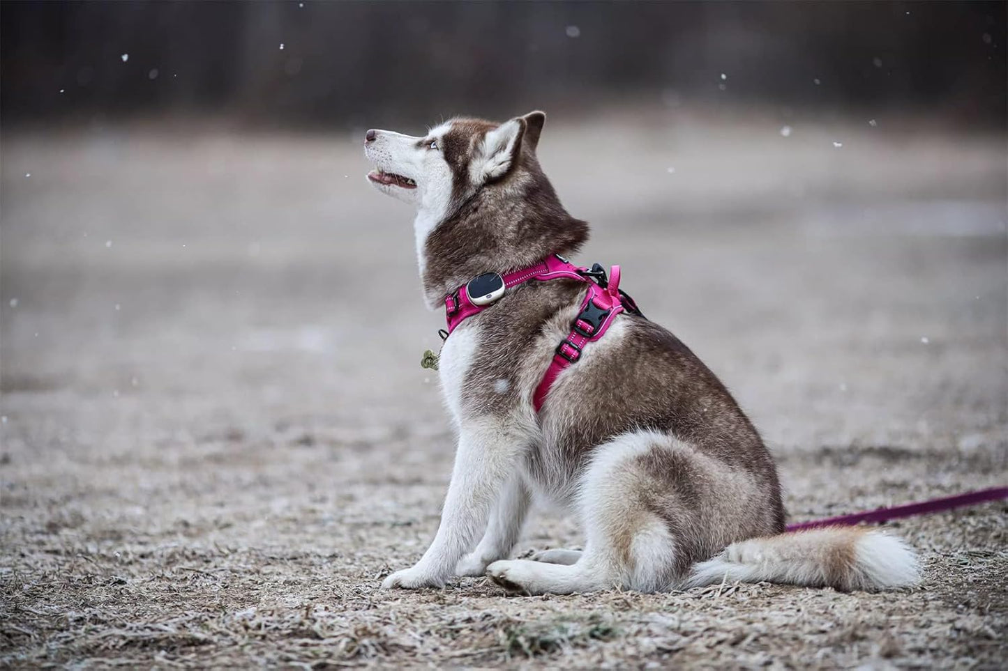 TRUE LOVE Truelove Adjustable No-Pull Dog Harness Reflective Pup Vest Harnesses Comfortable Control Brilliant Colors TLH5651(Fushcia,XS)