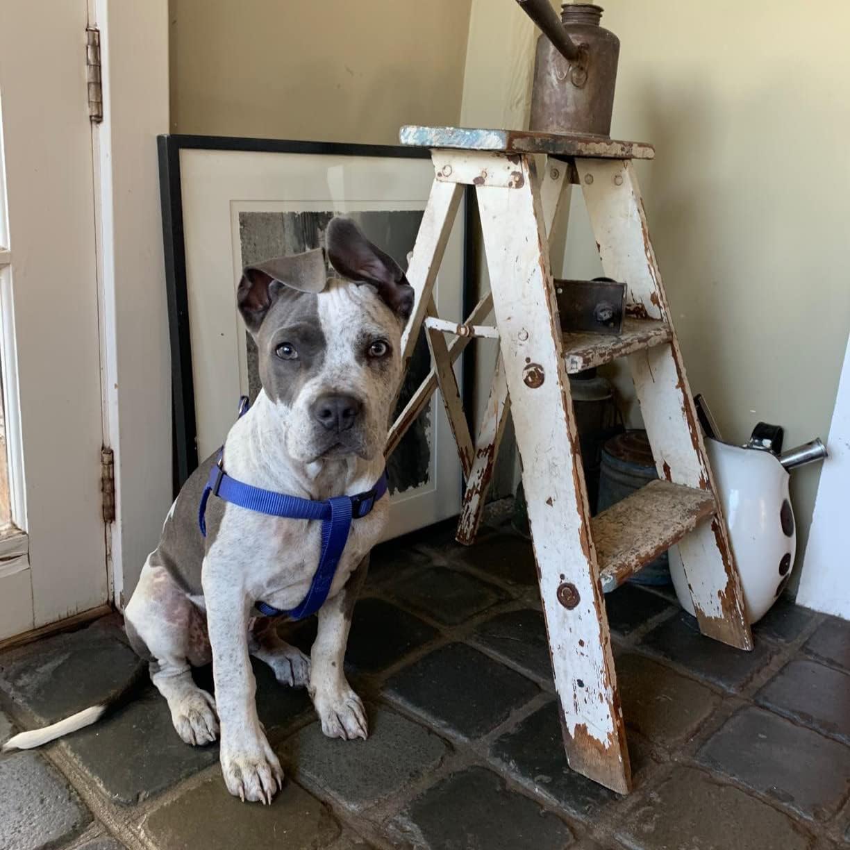 PUPTECK No Pull Dog Harness Soft Adjustable Basic Nylon Step in Puppy Vest Outdoor Walking with ID Tag Medium