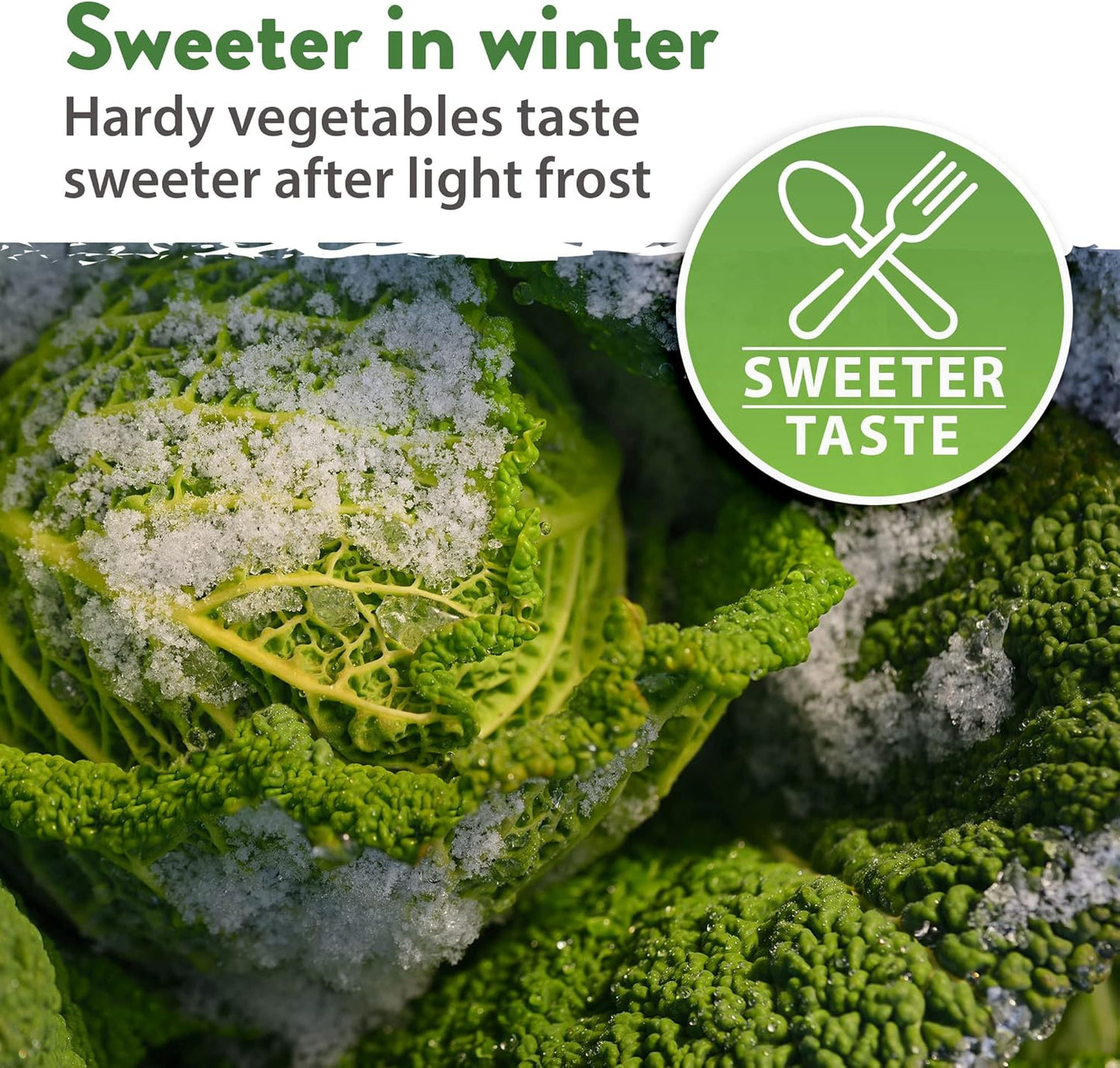 HOME GROWN 12 Winter Vegetable Seeds π‘π’π‘-ππ π’ Heirloom,Fall & Winter Vegetable Seeds for Planting Home Garden: Bean, Beet, Broccoli, Cabbage, Carrot, Cauliflower, Kale,Parsnip,Squash,Chard & More