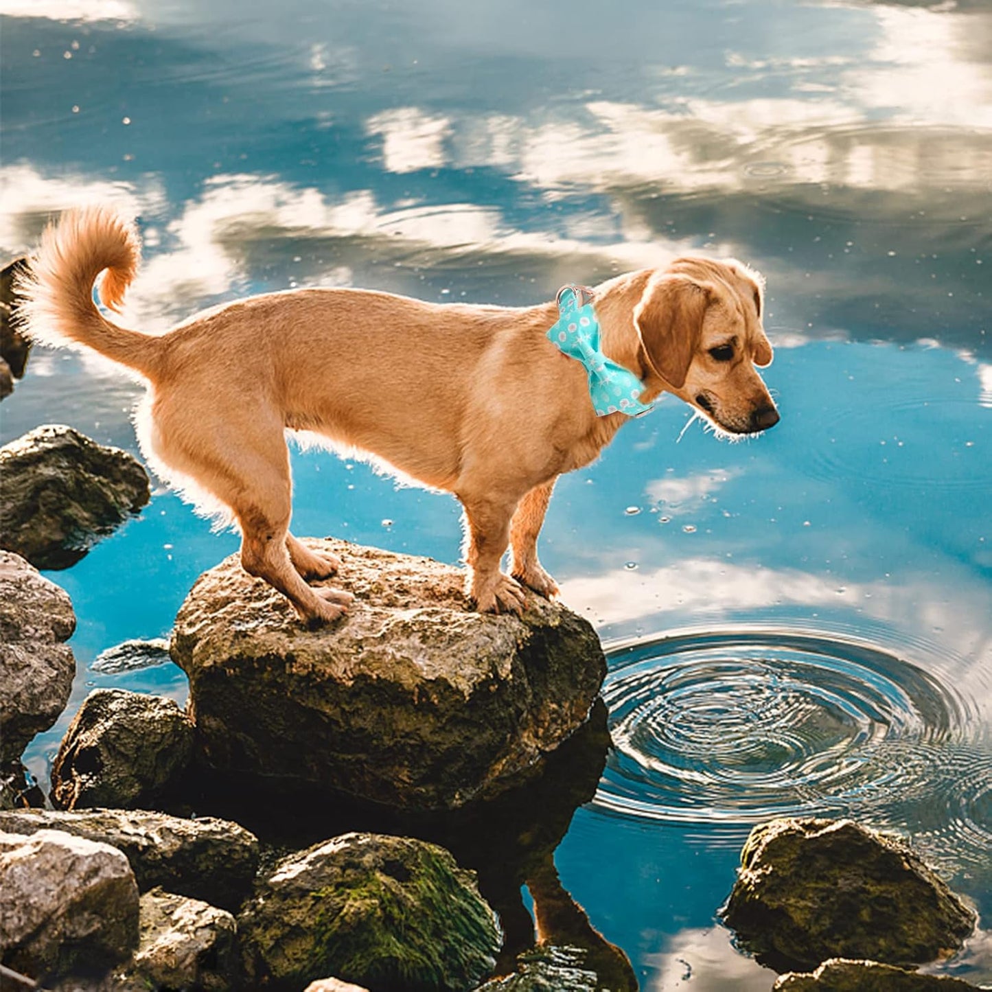 Elegant Little Tail Bowtie Dog Collar for Small to Large Dogs