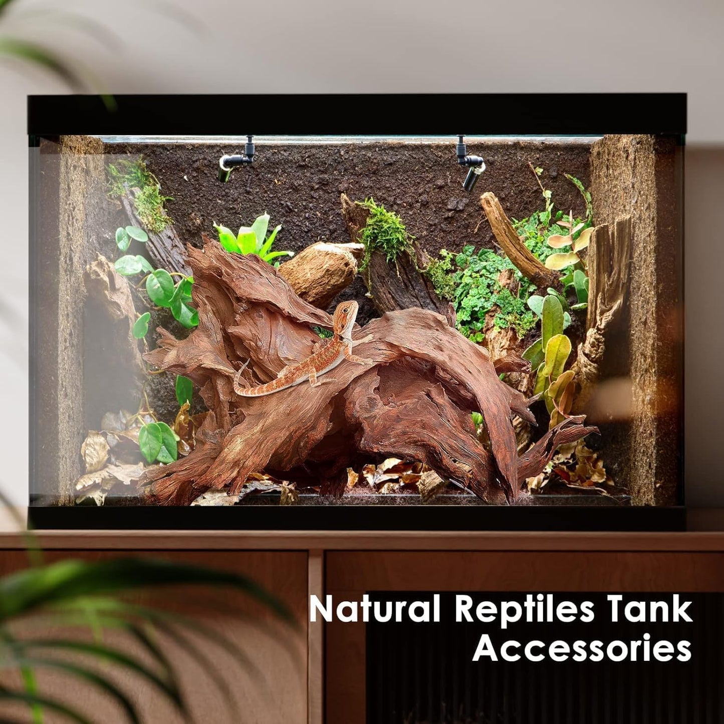 Natural Large Aquarium Driftwood for Fish Tanks & Reptile Terrariums – Safe Fish Tank Decorations, Unique Twisted Branches 2-Piece 14-18 Inch Low Tannin, Easy to Sink