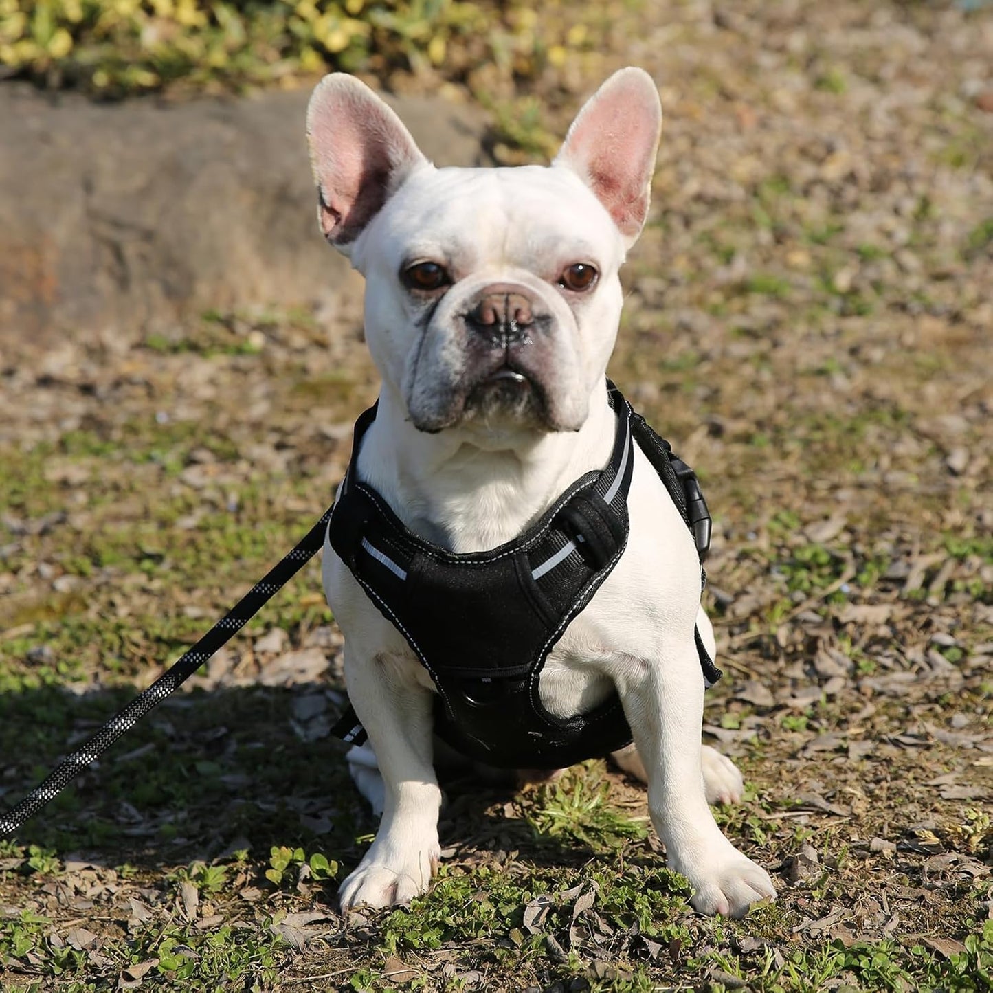 Amazon Basics No Pull Dog Harness, Adjustable Front Clip, Tactical Vest, X-Large, Black