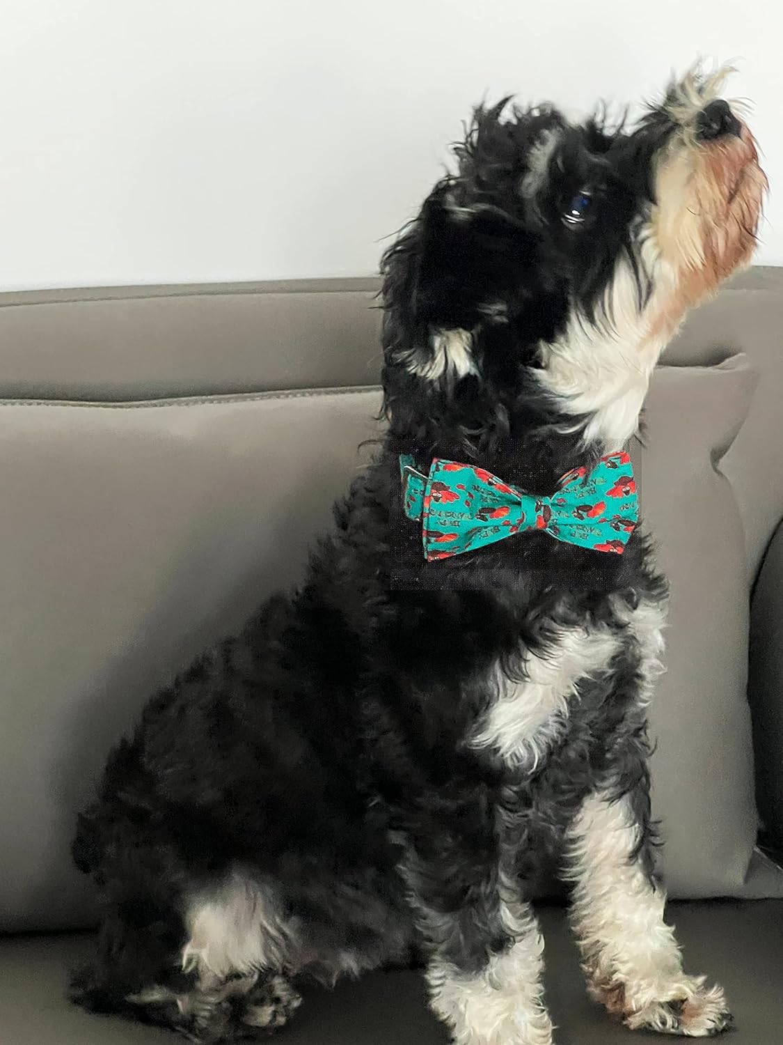 Lionet Paws Thanksgiving Day Dog Collar with Bowtie, Dog Bowtie Collar with Metal Buckle for Dogs and Cats, Adjustable Comfortable Turkey Dog Collar Girl Boy Gift, S, Neck 10-16 in