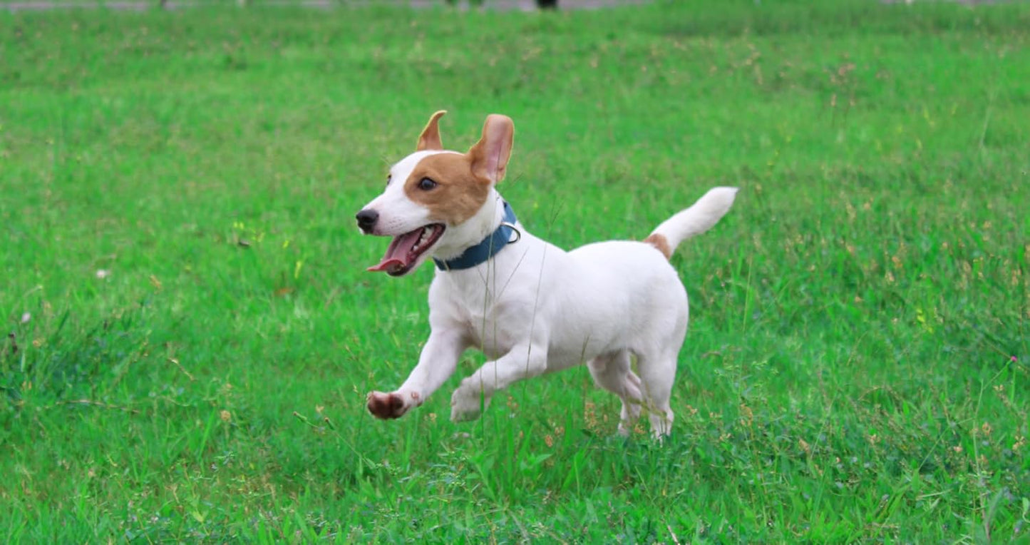 Mikivery Nylon Dog Collar with Quick Release Buckle Soft Adjustable Sturdy for Small Medium Large Dogs Haze Blue,L