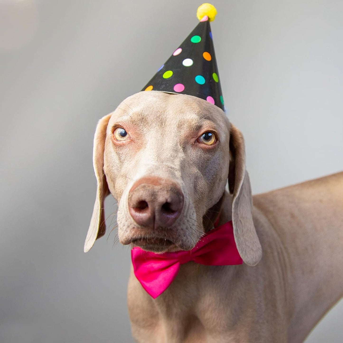 Dog Collar Bowties - 20 PCS Birthday Gift Adjustable Pet Bow Ties for Boys Girls Puppy Cats Photography Grooming Multicolor Bows(Large)