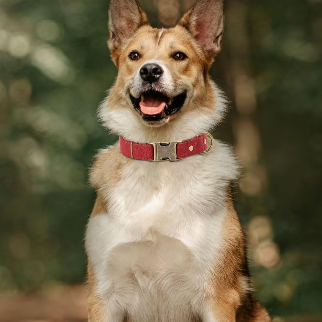 PET ARTIST Dog Collars for Small Dogs, Soft Padded Premium Nylon Dog Collar with Quick Release Metal Buckle, Durable & Adjustable Pet Collars for Boy Gifts, Red, S (Fit 10-16")