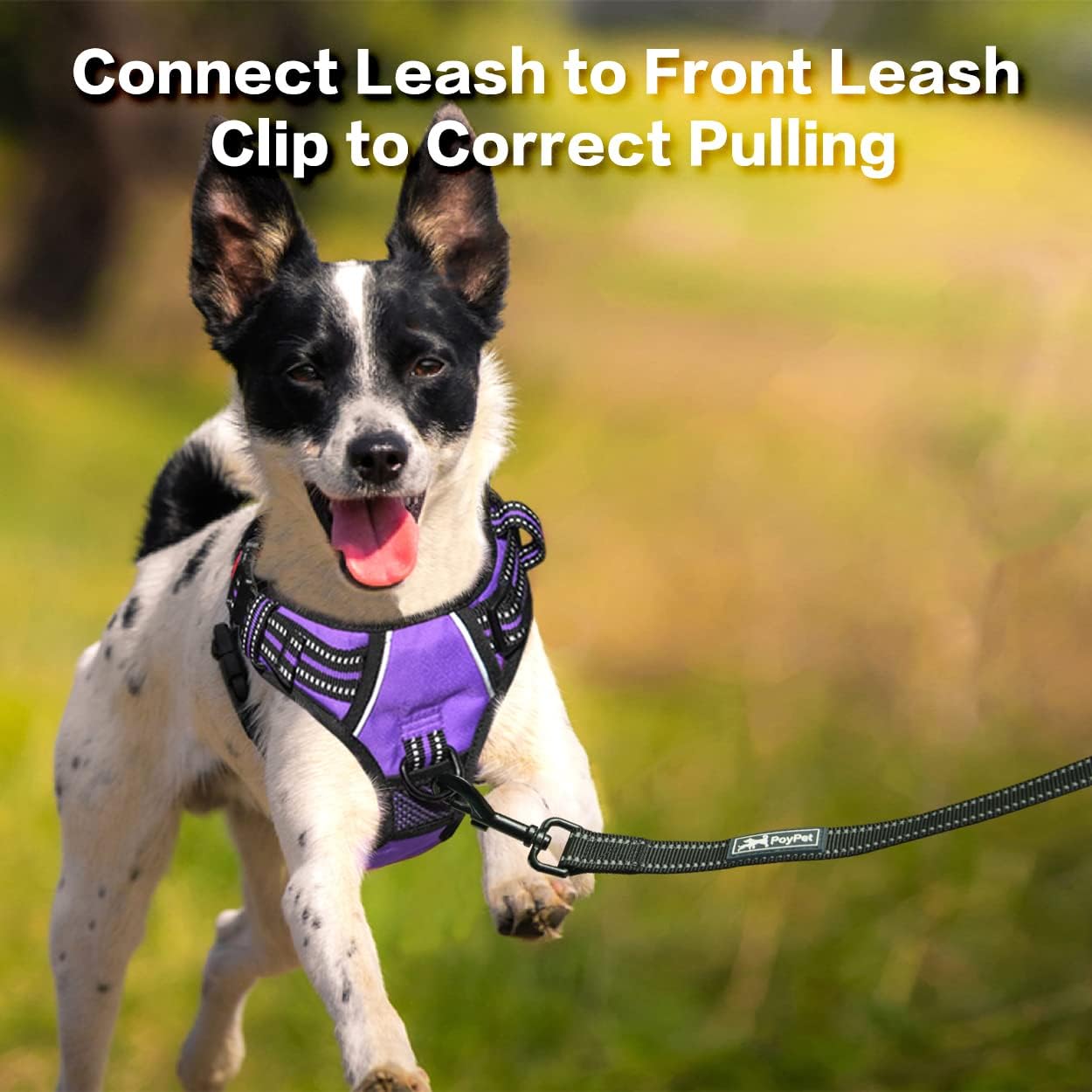 PoyPet No Pull Dog Harness, No Choke Front Clip Reflective Dog Vest with Soft Padded Vertical Handle, 3 Leash Attachments for Small Medium Large Dogs (Purple,L)