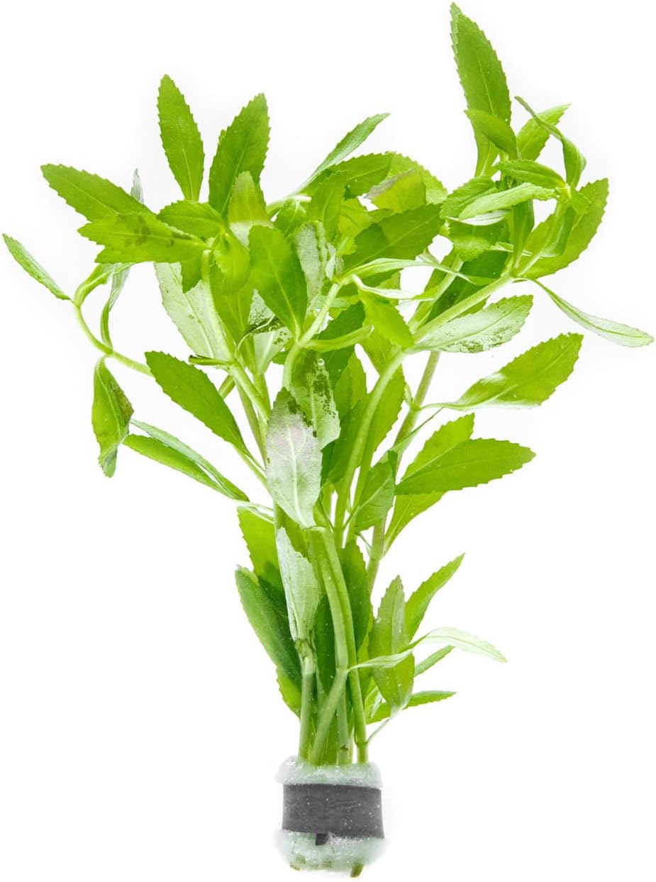 SubstrateSource Live Aquarium Stem Plants - Freshwater Aquatic Plant for Fish Tanks, Aquascaping - (Limnophila Belem, 1 Bunch)