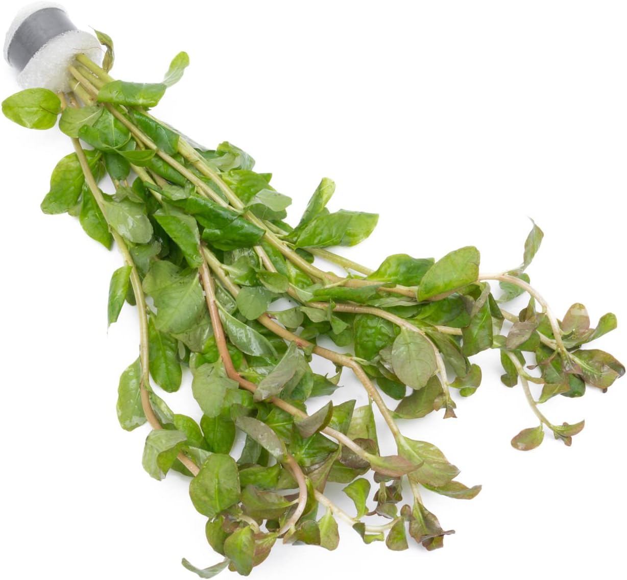 SubstrateSource Live Aquarium Stem Plants - Freshwater Aquatic Plant for Fish Tanks, Aquascaping - (Pearl Weed Hemianthus Micranthemoides, 1 Bunch)