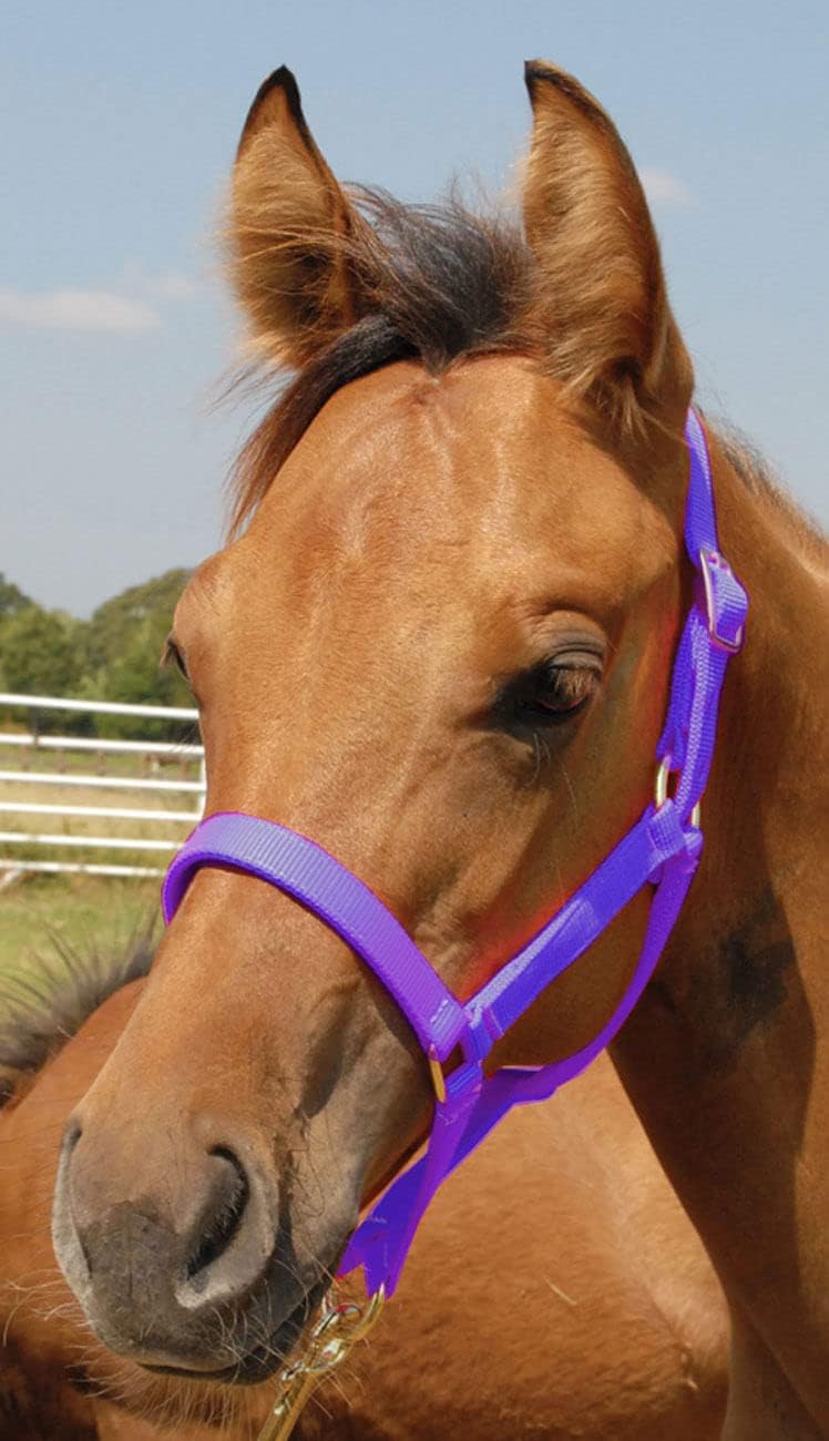 Jeffers Pony Halters, Under 300 lb