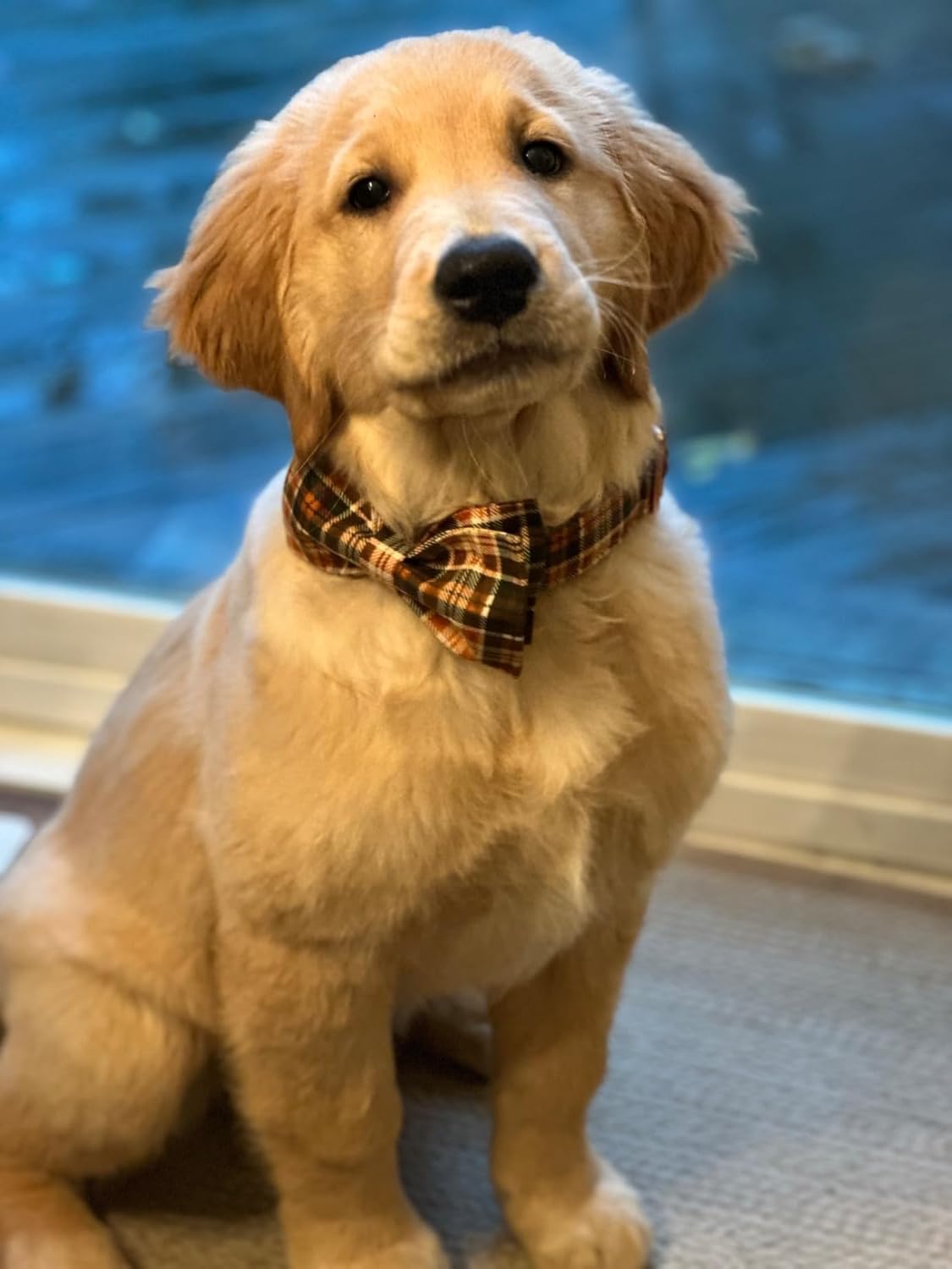 Lionet Paws Halloween Dog Collar with Bowtie - Cute Cotton Adjustable Fall Bowtie Dog Collar with Metal Buckle for Small Medium Large Dog Girl Boy Gift, XS, Neck 8-12in