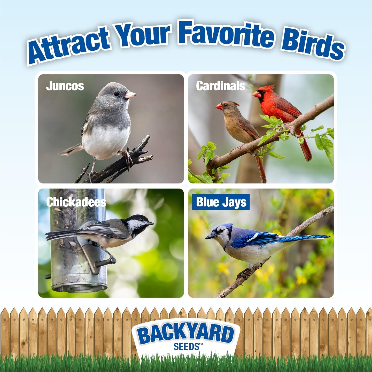 CountryMax Backyard Seeds Black Oil Sunflower for Wild Birds (50 Pounds)