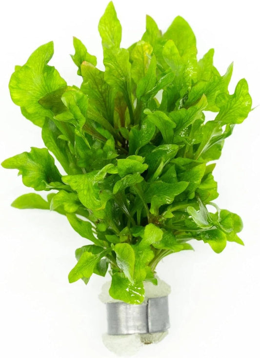 SubstrateSource Live Aquarium Stem Plants - Freshwater Aquatic Plant for Fish Tanks, Aquascaping - (Alternanthera Reineckii Variegatus, 1 Bunch)