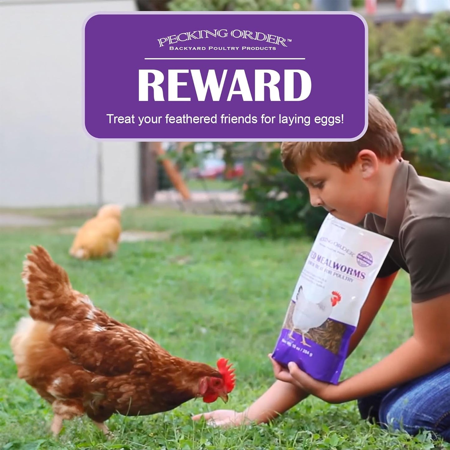 Pecking Order Dried Mealworms, 11 lbs