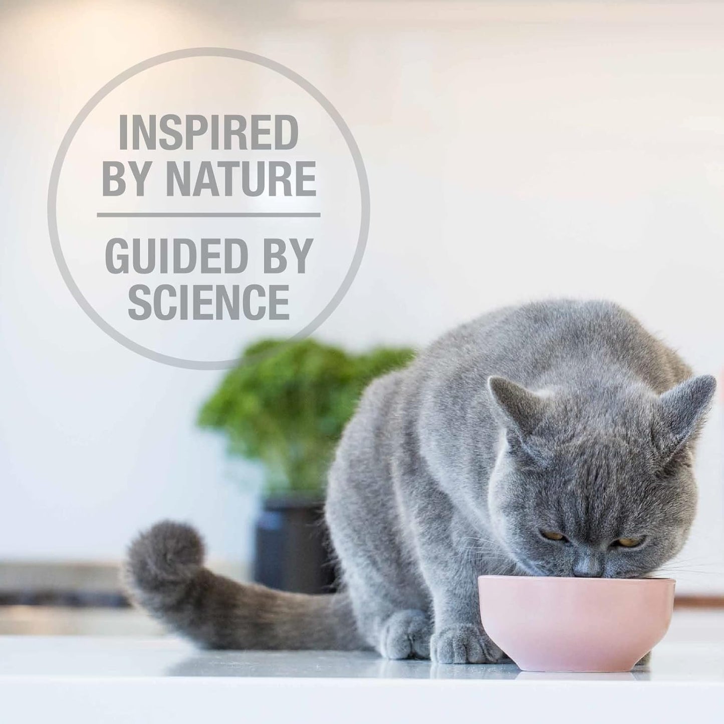 Feline Natural High Protein Dry Cat Food, Freeze-Dried Diet with 98% Meat, Organs & Seafood, No Peas, Grains, or Artificial Additives, Made in New Zealand Beef & Hoki, 3.5oz