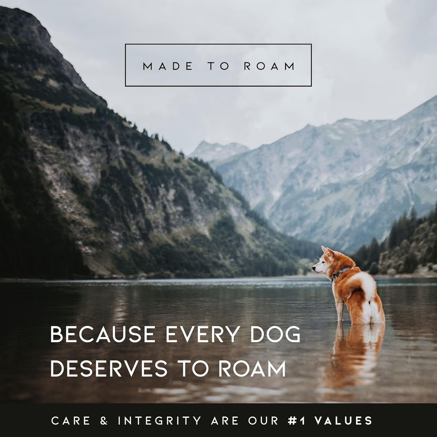 MADE TO ROAM Premium Explorer Harness - Y-Shaped Dog Harness with Adjustable Durable Nylon, Soft Padding, Metal Buckles and Leather Handle for Small, Medium, Large Dogs (Utah Glow, Size 5)