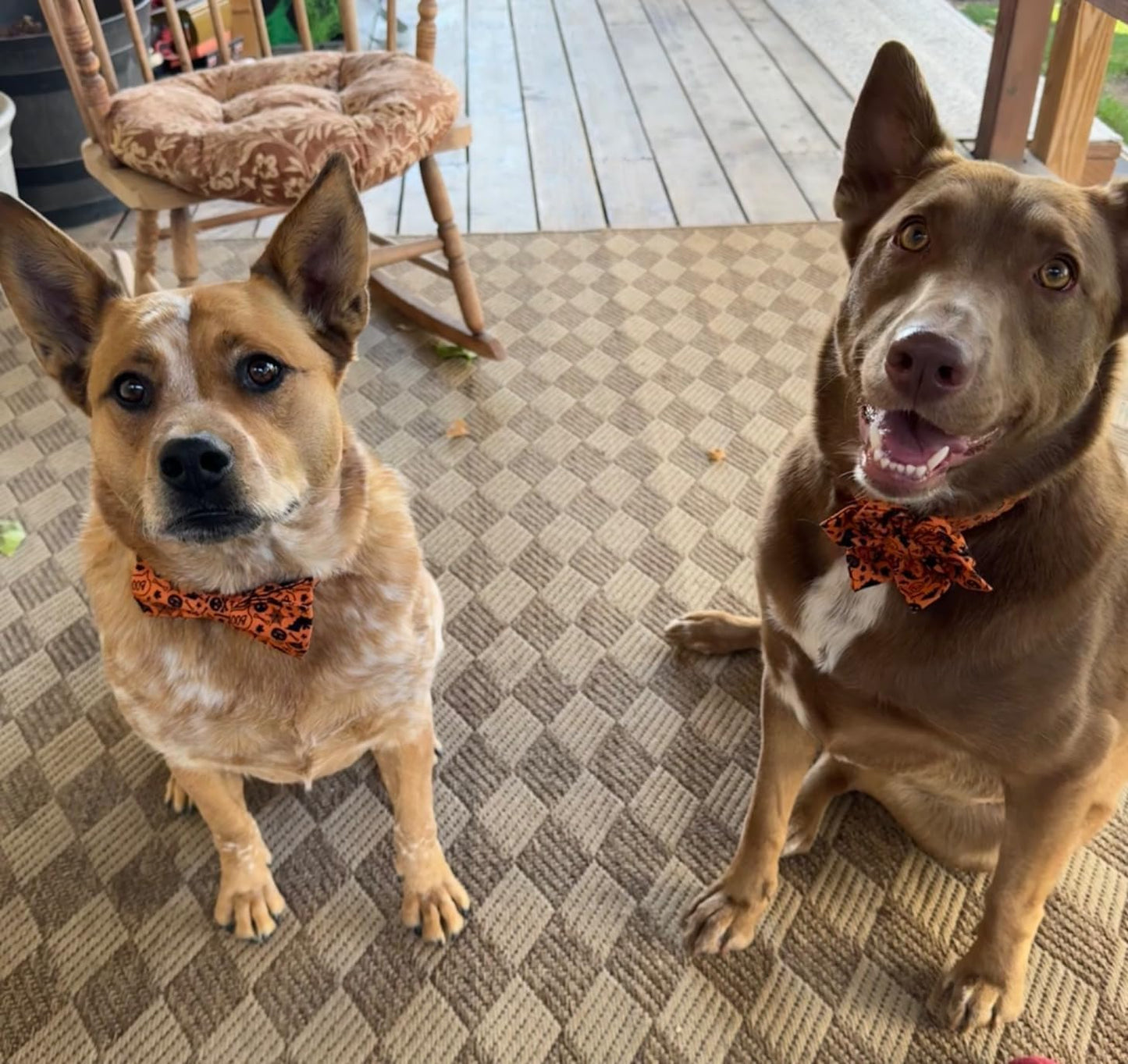 Lionet Paws Halloween Dog Collar with Bowtie - Cute Cotton Adjustable Fall Bowtie Dog Collar with Metal Buckle for Small Medium Large Dog Girl Boy Gift, XS, Neck 8-12in