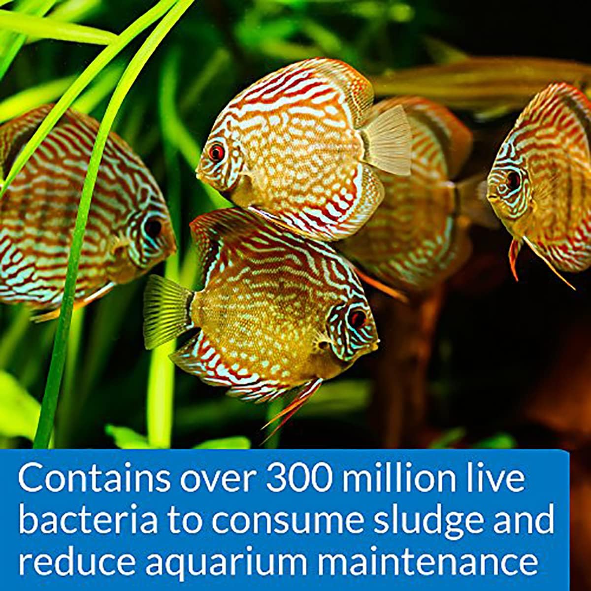 API STRESS ZYME Bacterial cleaner, Freshwater and Saltwater Aquarium Water Cleaning Solution, 8 oz