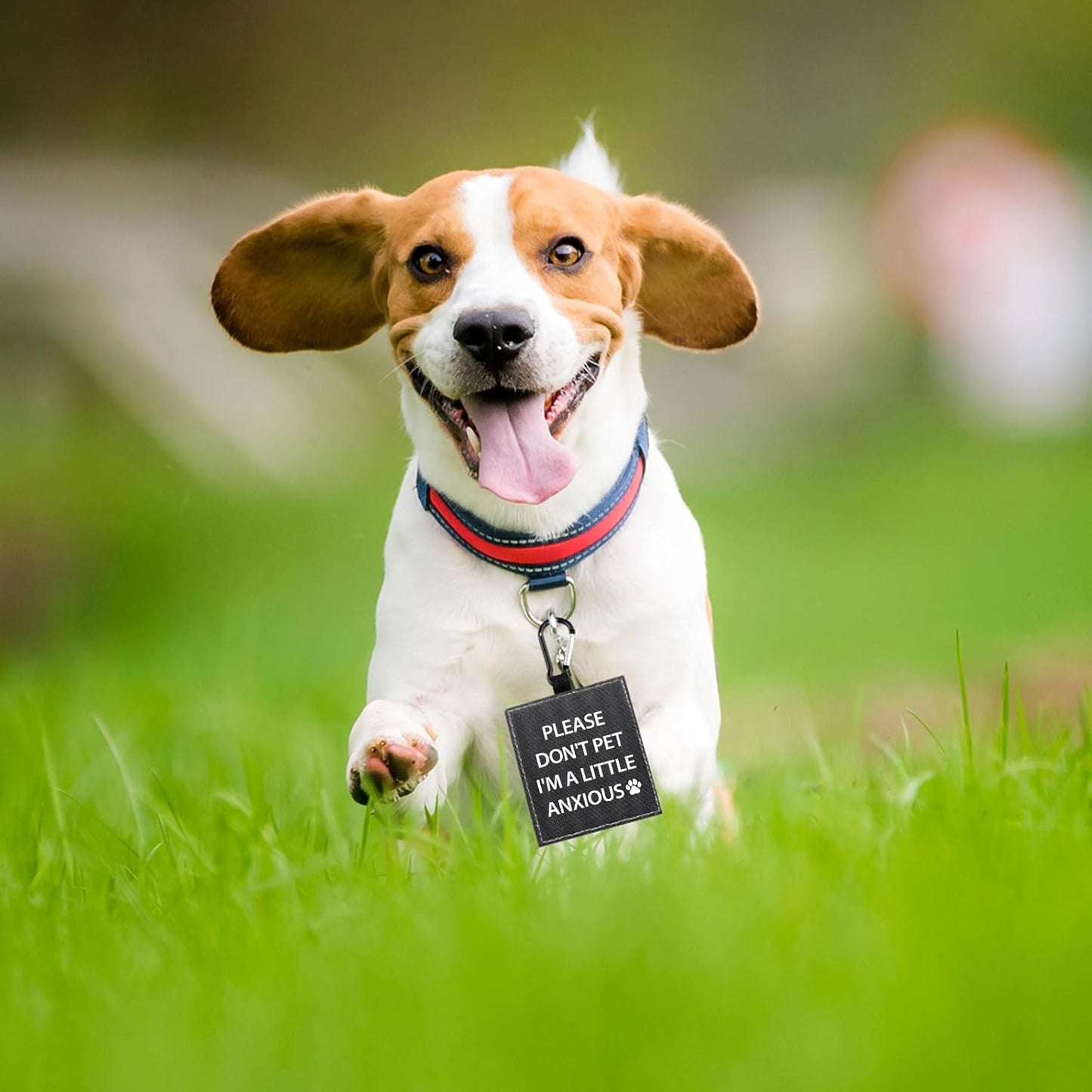 Funny Dog Leash Sleeve Please Don't Pet I'm a Little Anxious Pet Leash Wrap Wrap Alert Hanging ID Patch Tag (Little Anxious-Tag)