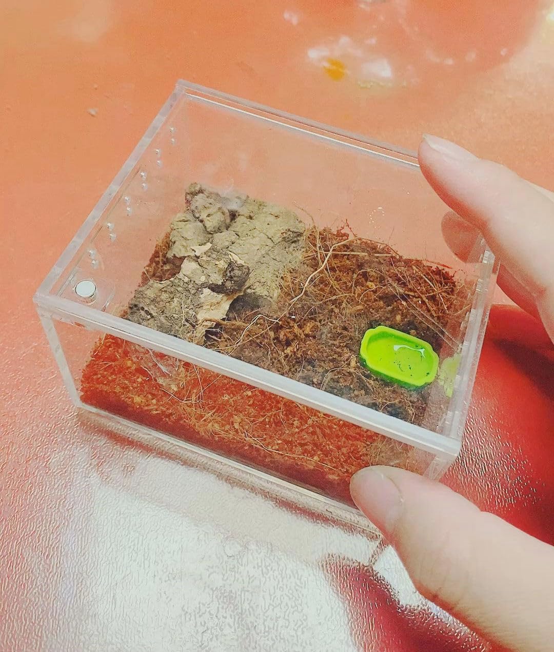 Insect breeding Box Reptile Feeding Box, Waterproof Enclosure Enclosure for arboreal Tarantula Scorpion Sling Lizards Snake Gecko Jumping Spider Snail Isopods (3.9 * 3.3 * 2.3inch)