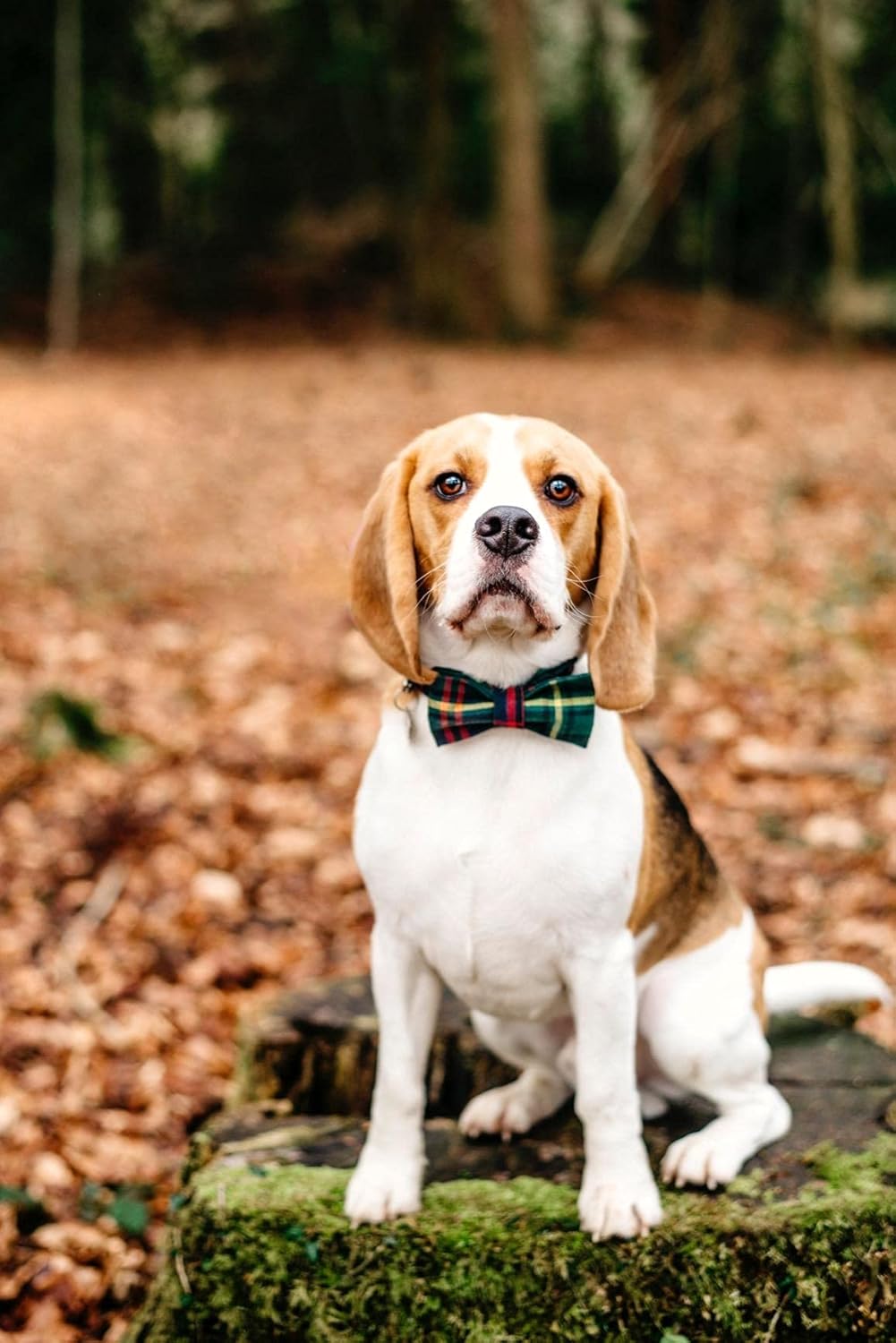 Lionet Paws Christmas Dog Collar with Bowtie Durable Adjustable Handmade Comfortable Bow Tie Dog Collar Cat Collar Green with Metal Buckle for XS Dogs Cats,Girl Boy,Festival,Holiday Style,Neck 8-12in