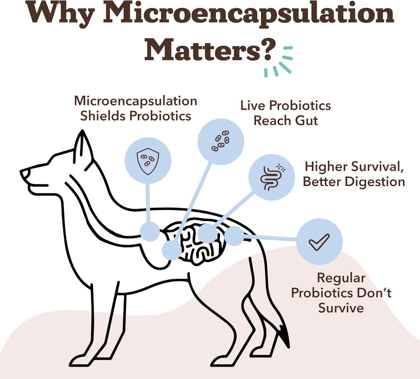 Natural Dog Company Gut Health & Canine Specific Probiotics Chews, 1 Daily Chew for All Dogs, Prebiotics & Digestive Enzymes for Digestion, Gas, Loose Stool, Immune System & Bowel Support