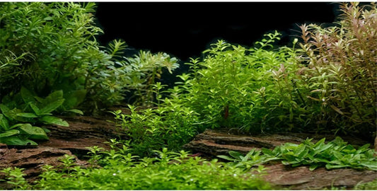 AWERT Aquarium Background River Bed & Lake Aquatic Plant Fish Tank Background Vinyl 36x18 inches