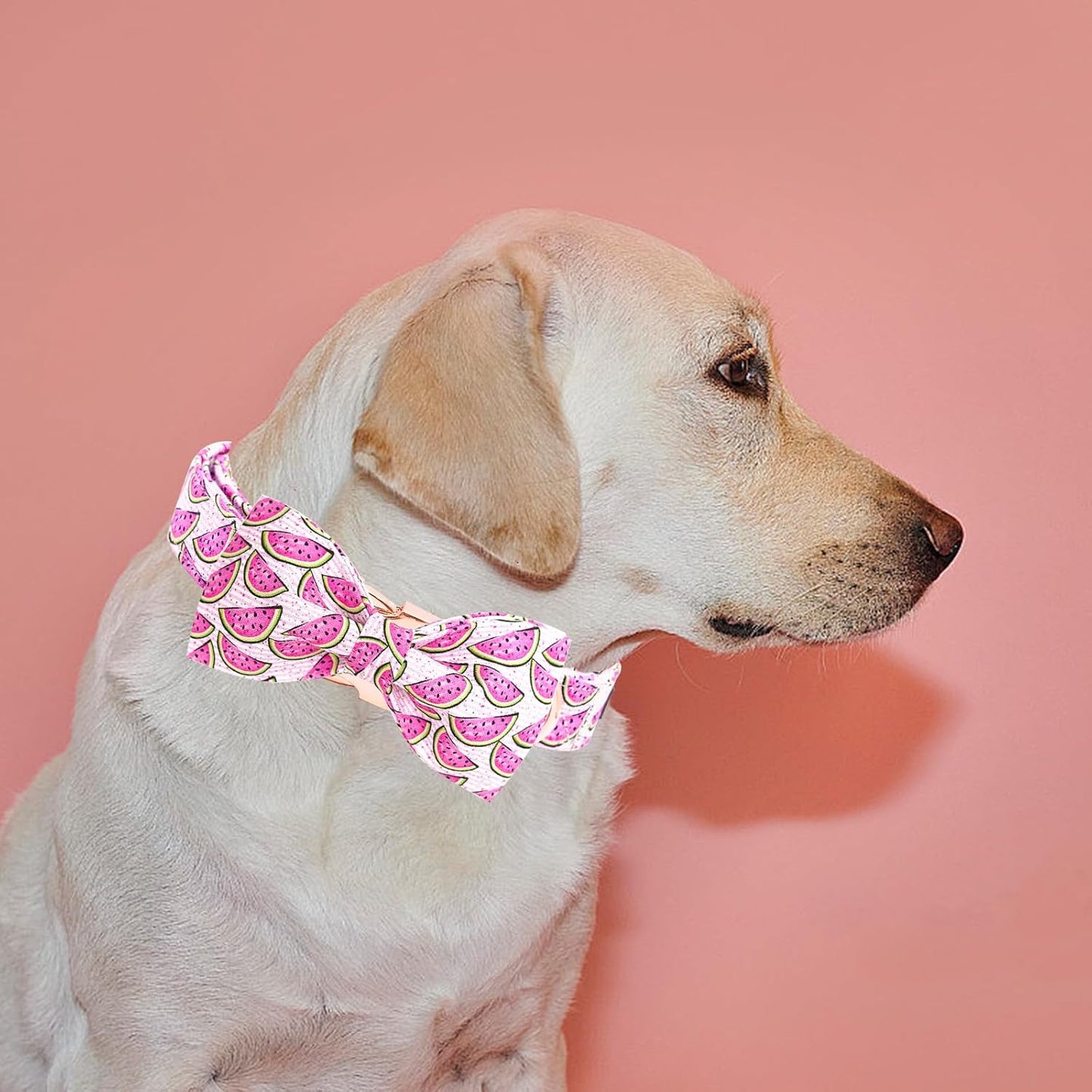 Elegant little tail Dog Collar, Watermelon Print Pet Collar Summer Dog Collar Durable Metal Buckle Dog Collars Cotton Pet Adjustable Dog Collars for Large Dogs