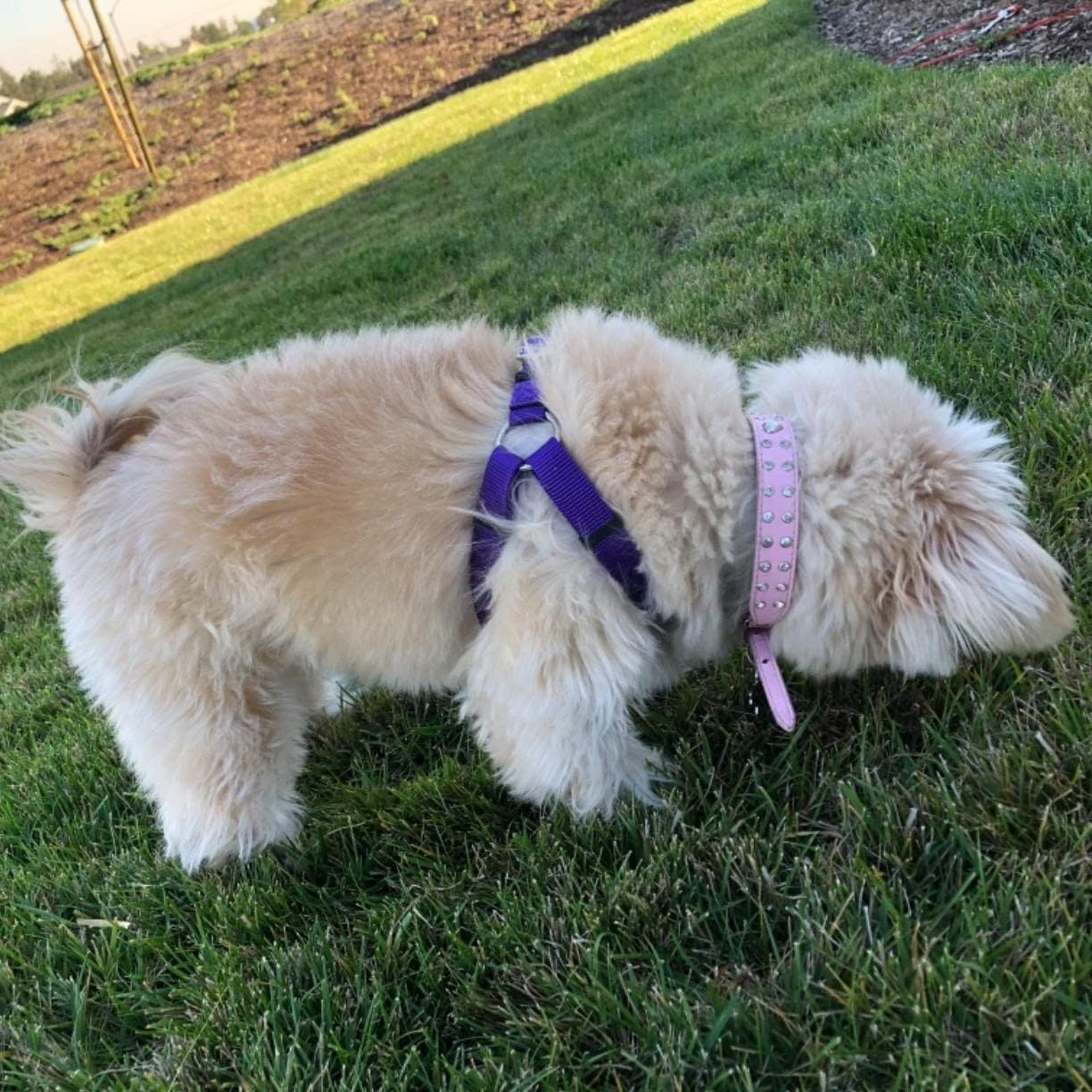 PUPTECK No Pull Dog Harness Soft Adjustable Basic Nylon Step in Puppy Vest Outdoor Walking with ID Tag Medium