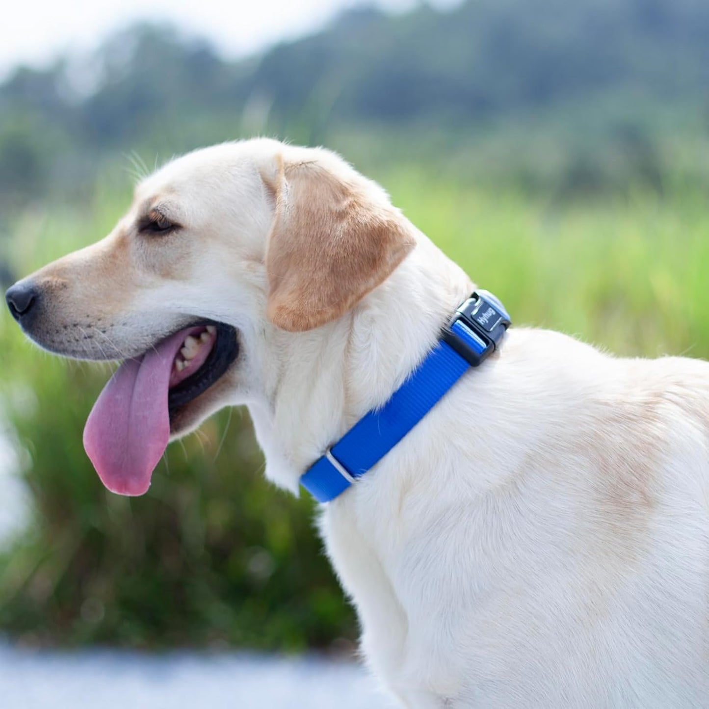 Hyhug Dog Collar for Large Dogs, Heavy Duty Blue| Quick Release Nylon Buckle Collar, Adjustable & Durable Pet Supplies for Boy & Girl Dogs (Large, Bright Blue)