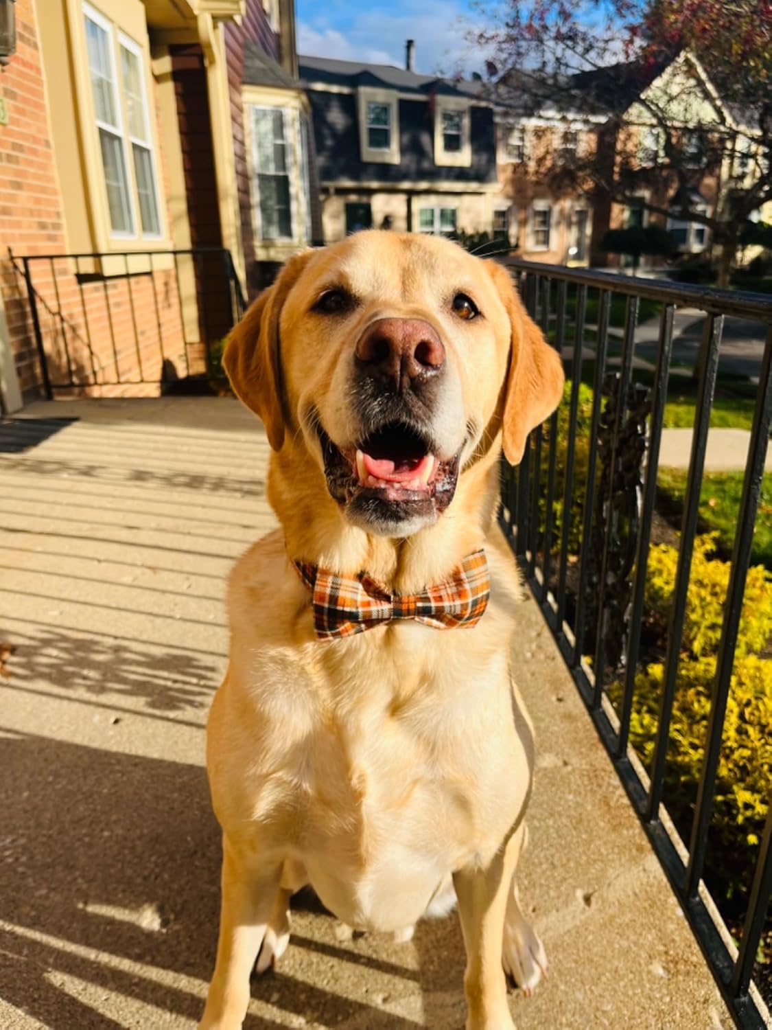 Lionet Paws Halloween Dog Collar with Bowtie - Cute Cotton Adjustable Fall Bowtie Dog Collar with Metal Buckle for Small Medium Large Dog Girl Boy Gift, XS, Neck 8-12in