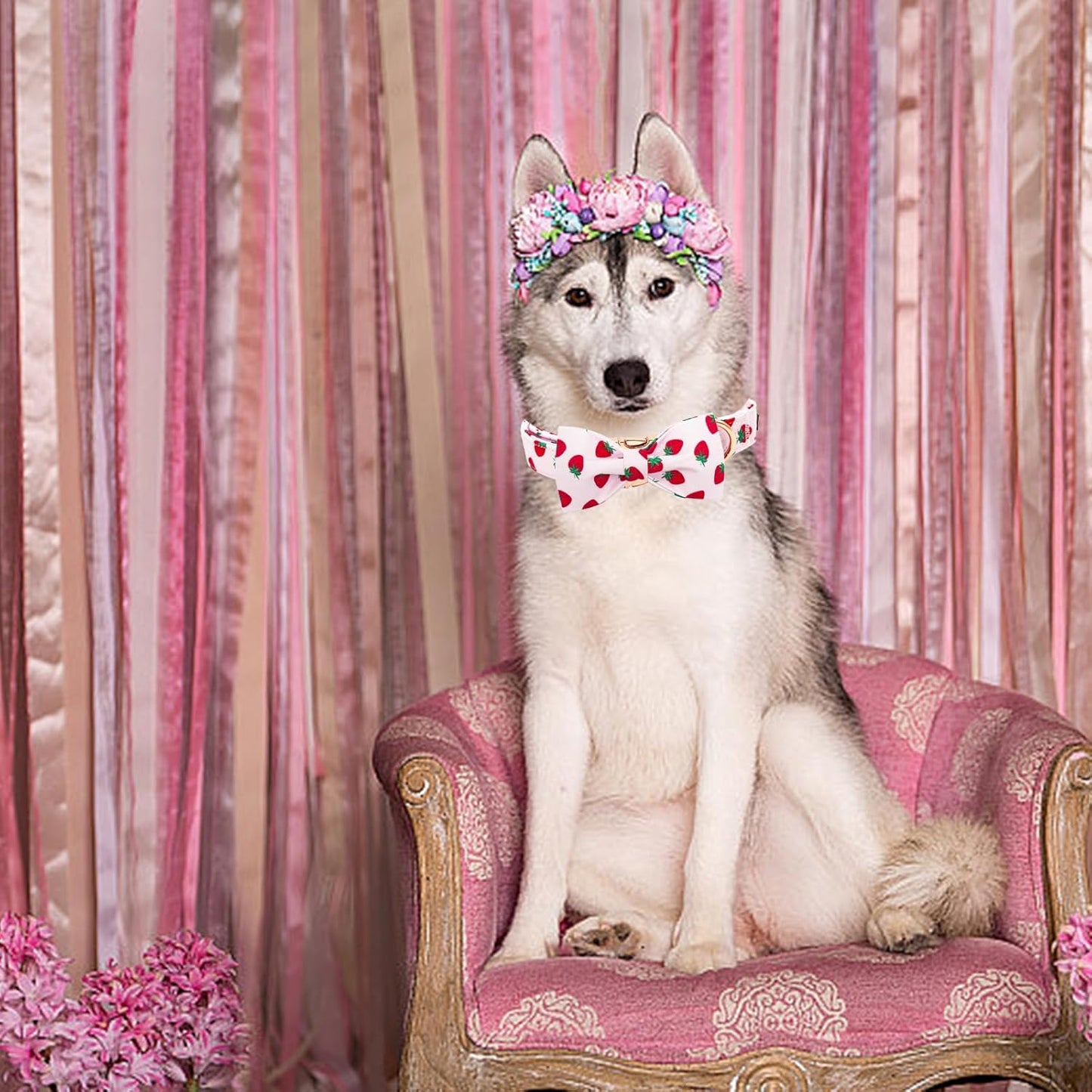 Elegant little tail Dog Collar, Strawberries Print Pet Collar Summer Dog Collar Durable Metal Buckle Dog Collars Cotton Pet Adjustable Dog Collars for Small Dogs