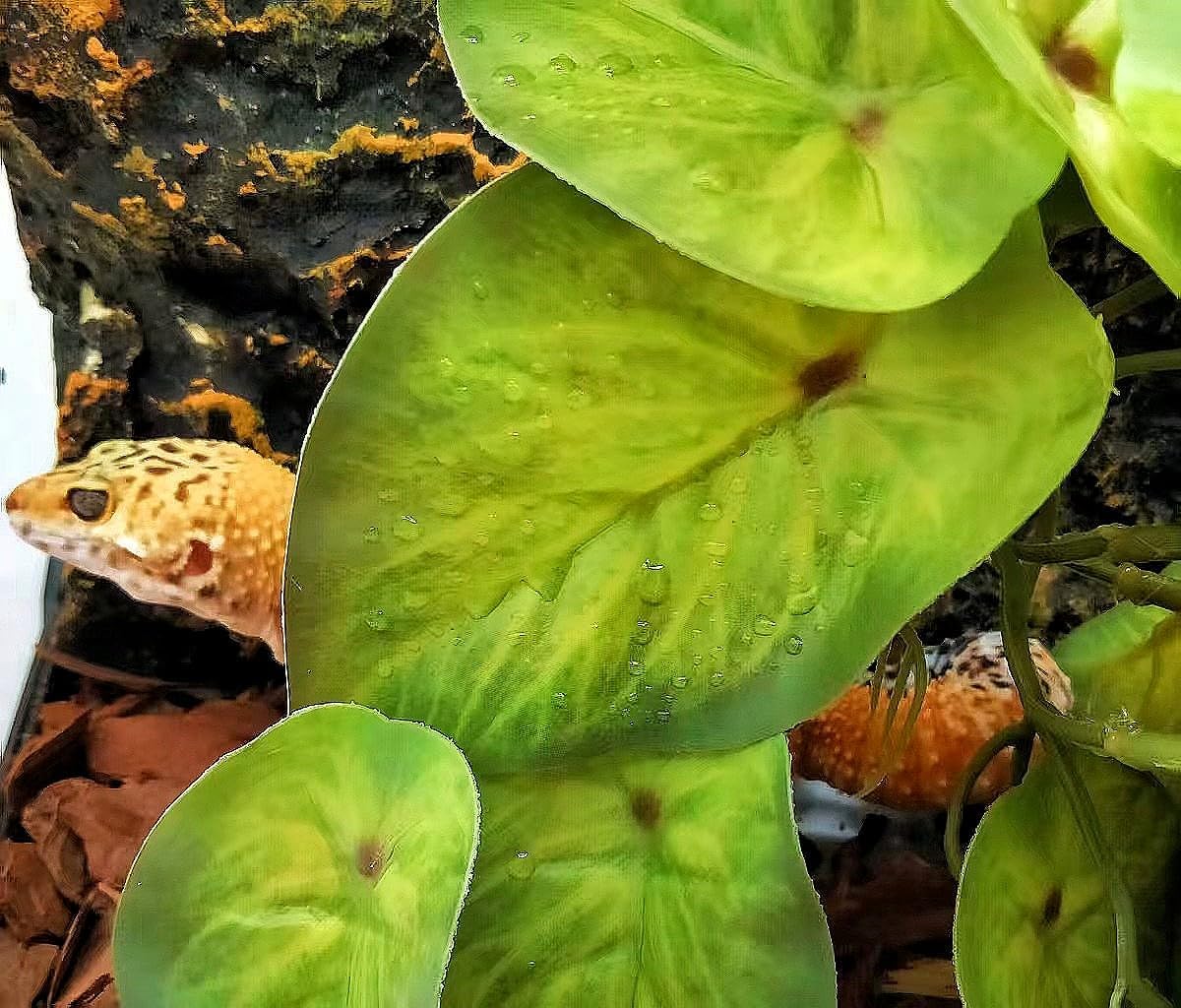 Reptile Plants for Terrarium Decor, Amphibian Habitat Decor, Snake Tank Accessories, Artificial Hanging Plants with Suction Cup-2 Packs (Arrowhead)