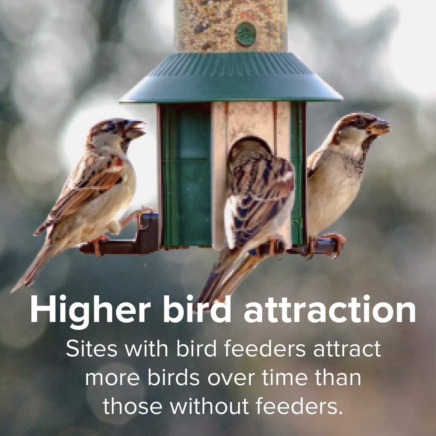 Blue Seal Song Nature's Choice Wild Bird Seed | High Energy Mix, No Filler | Sunflower and White Safflower Seeds | Attracts Variety of Wild Outside Birds | Shell-Free Mix | Made in USA | 8 Pound Bag