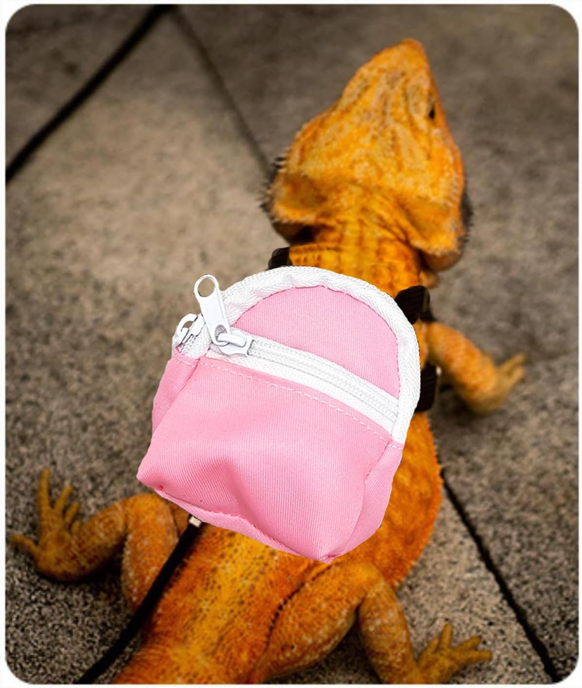 Leopard Gecko Backpack Carrier,Reptile Portable Backpack Carrier with Small Backpack Harness Leash Set,Space Capsule Clear Bubble Window Travel Backpack for Lizard Travel,Guinea Pig,Rabbit