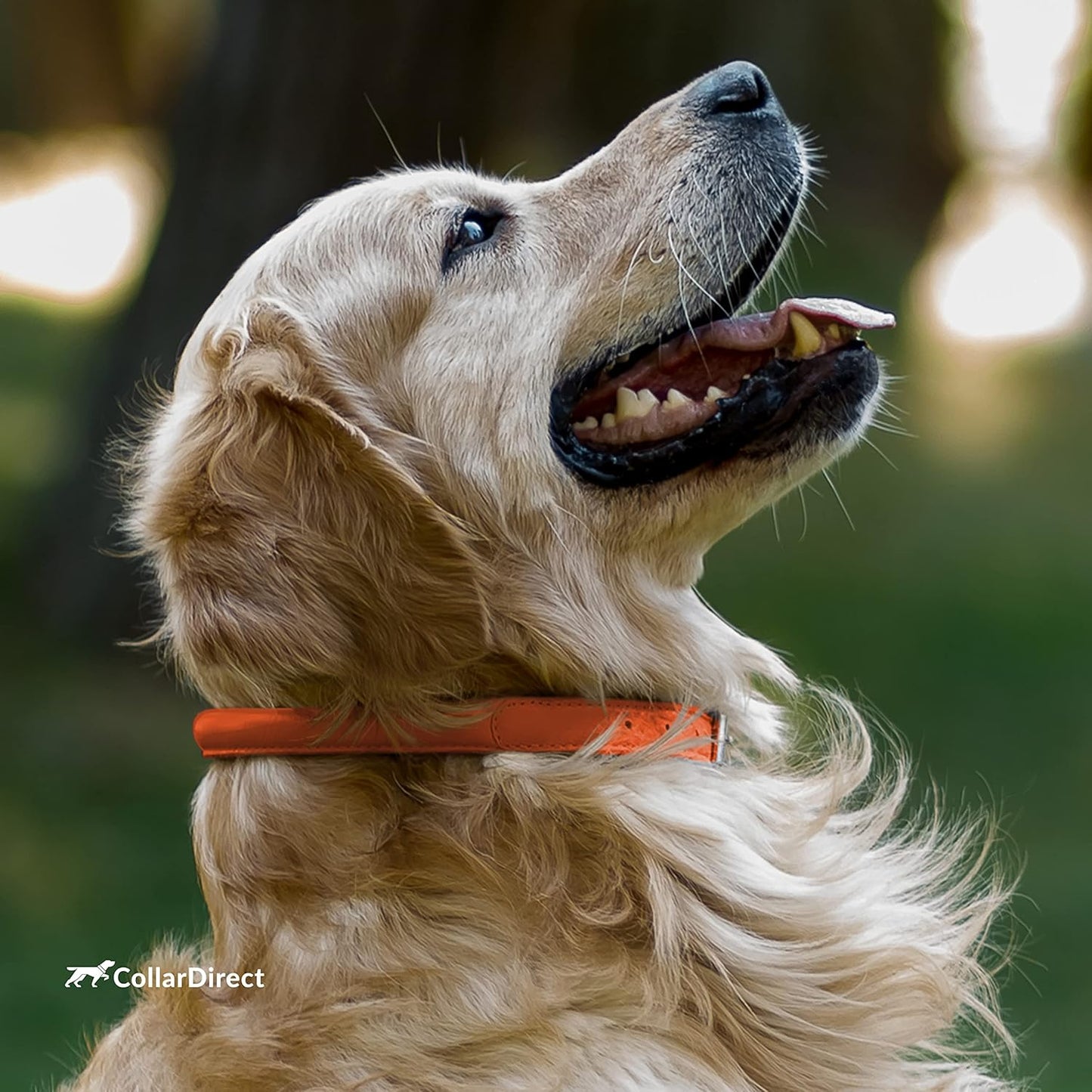 CollarDirect Rolled Leather Dog Collar, Soft Padded Round Puppy Collar, Handmade Genuine Leather Collar Dog Small Large Cat Collars 13 Colors (11-14 Inch, Orange Textured)