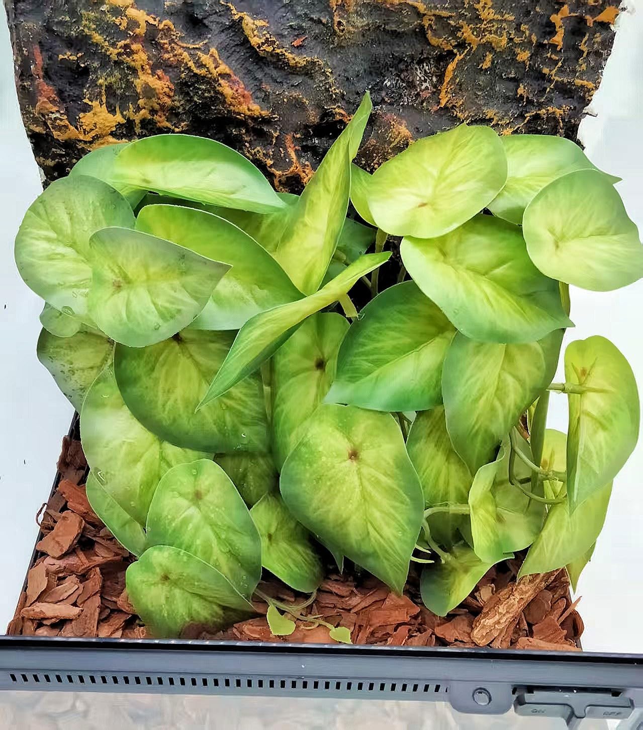 Reptile Plants for Terrarium Decor, Amphibian Habitat Decor, Snake Tank Accessories, Artificial Hanging Plants with Suction Cup-2 Packs (Arrowhead)