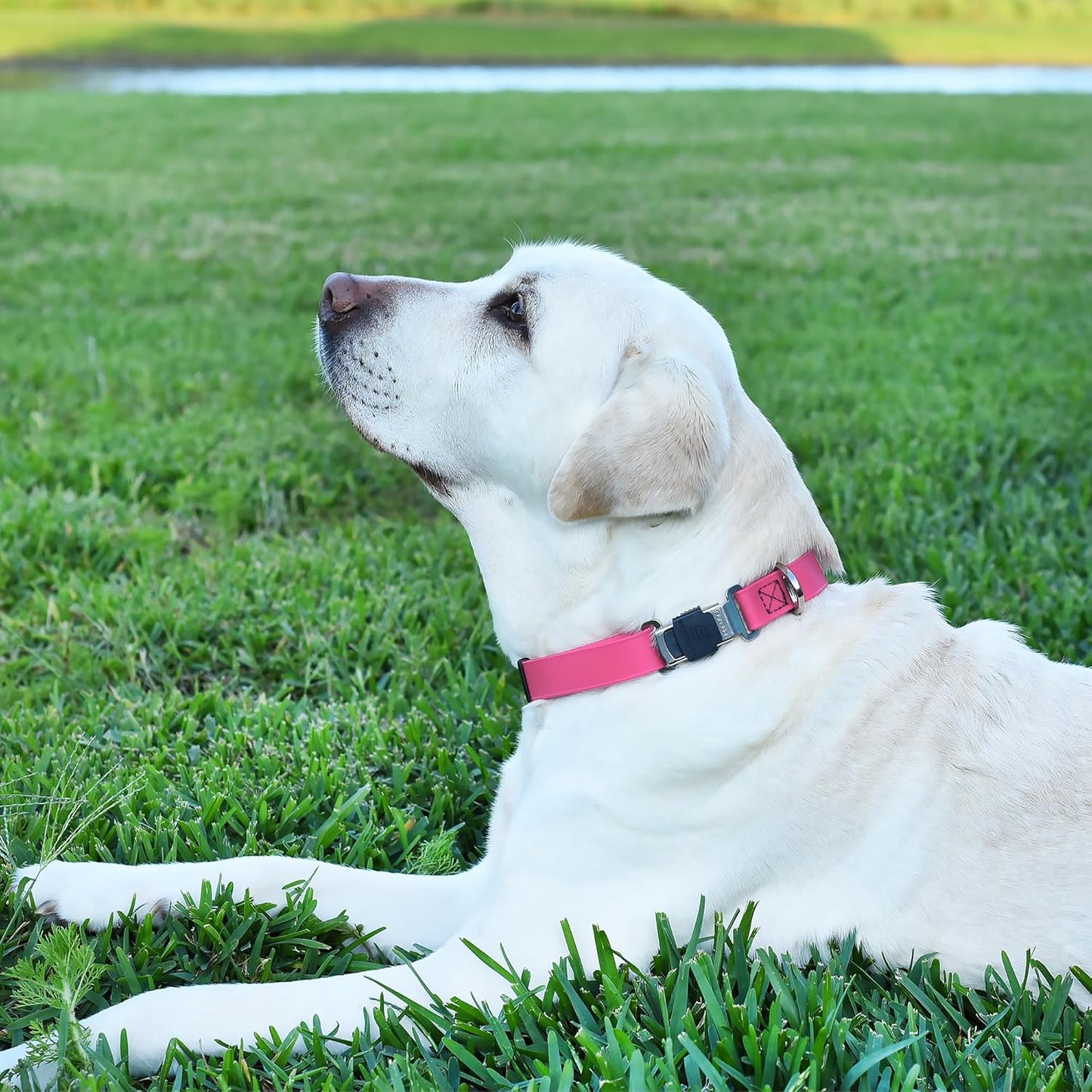 Dogline Biothane Waterproof Dog Collar with Herm Sprenger Stainless Steel Quick Release Buckle – Heavy Duty Tactical Durable Collar for Dogs – Comfortable and Safe Pet Collar, W 3/4" L 12-19", Pink