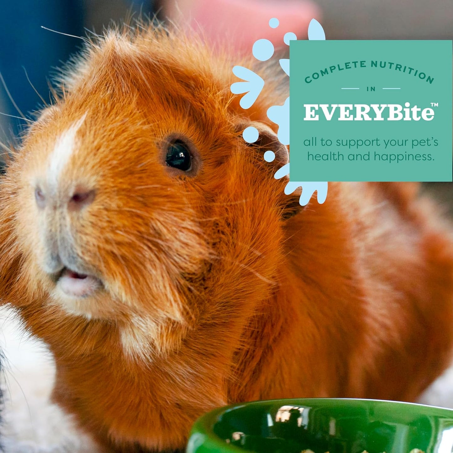 Oxbow Essentials Guinea Pig Food, Adult Guinea Pig, Made with Oxbow Timothy Hay, Pet Food Pellets with Vitamin C, Small Animal Pet Products, Made in USA, High Fiber, 5 lb. bag