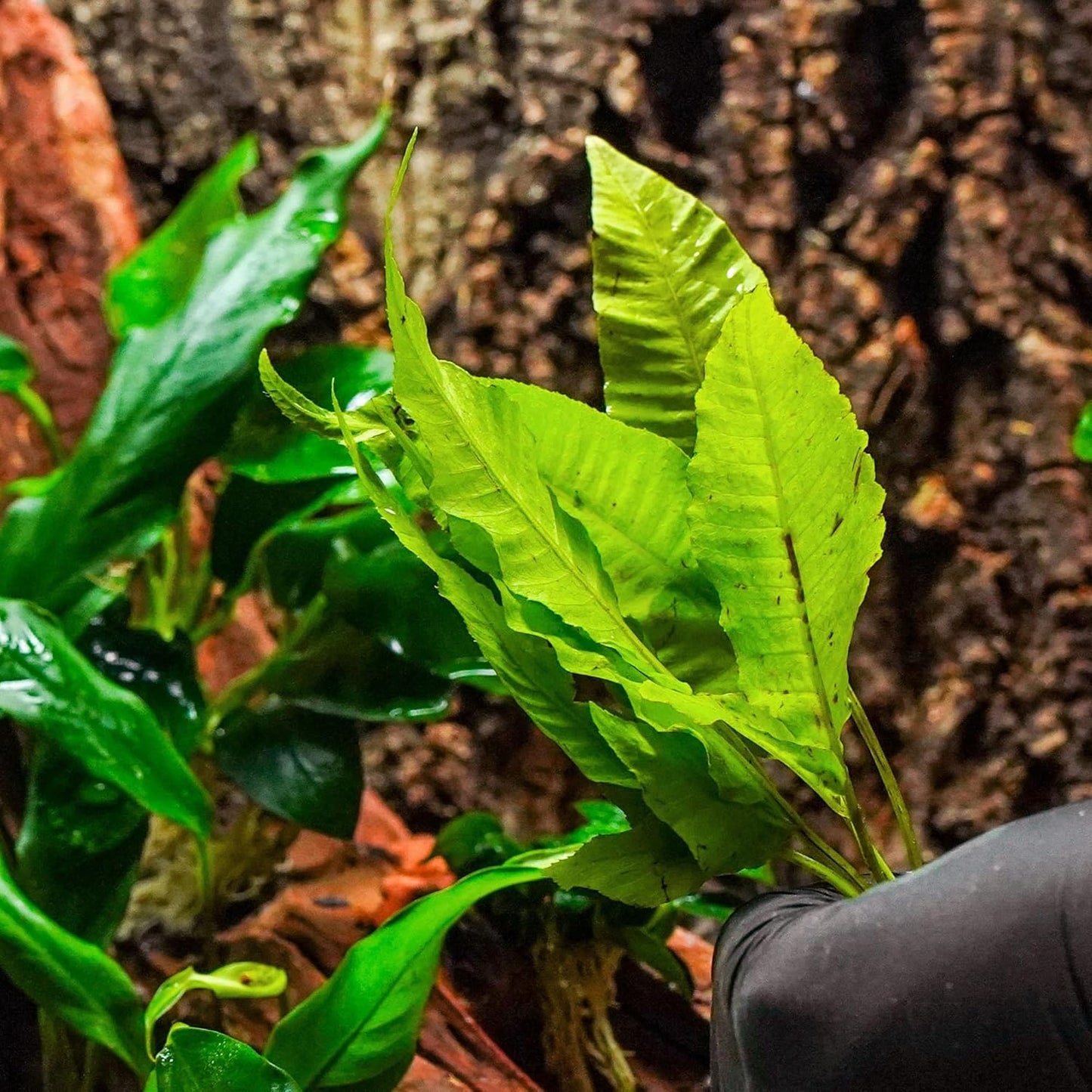 SubstrateSource Live Plants - El Niño Fern (Bolbitis heteroclita) - Midground to Background Epiphytic Rhizome for Low to Medium Light Aquascapes - Dark Green, Slow-Growing Accent - Pot