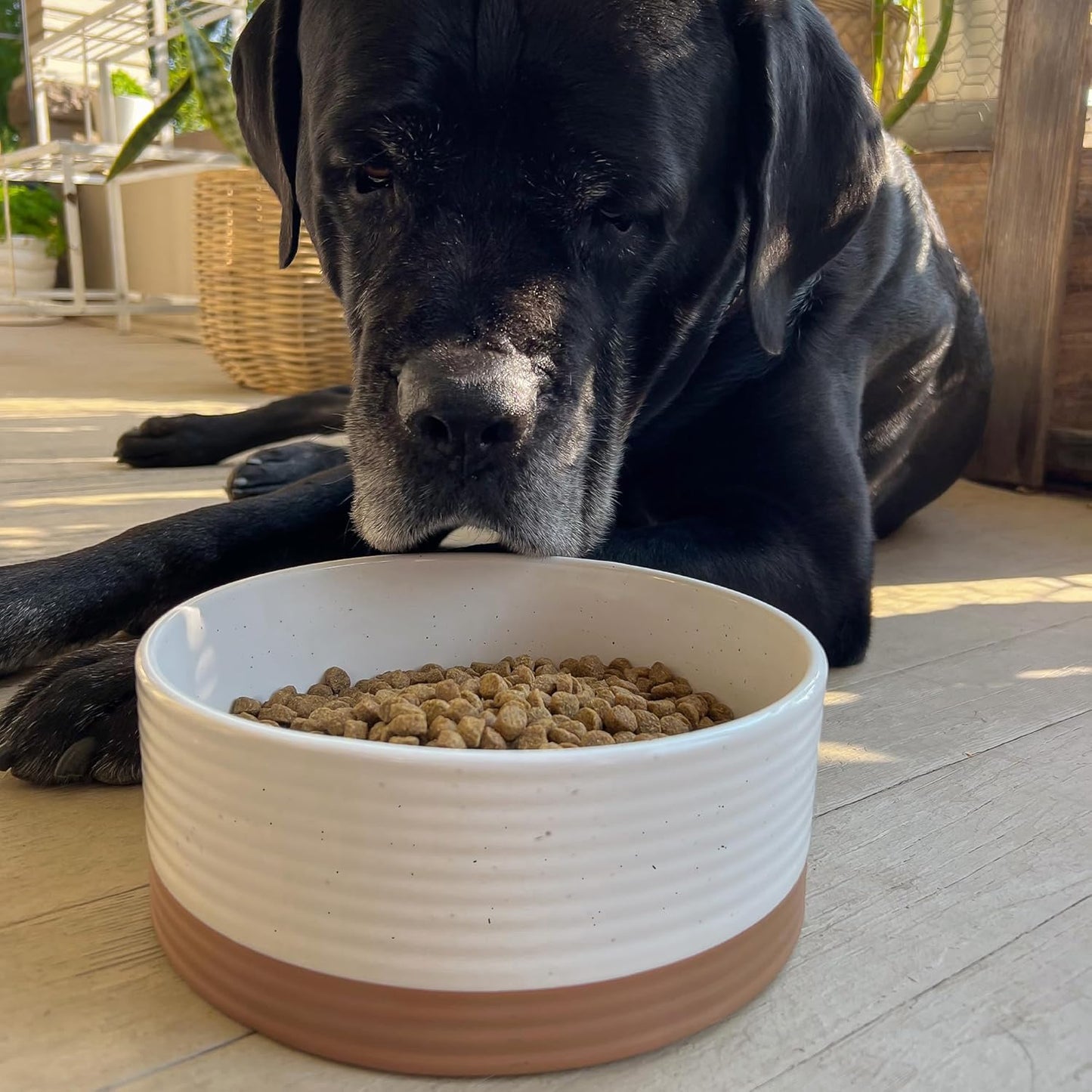 Mora Ceramic Pet Bowl - Large Food/Water Dish for Large Dogs, Cats, Great Dane, Mastiff - 50oz or 8 Cups - Basic Bowls - Vanilla White