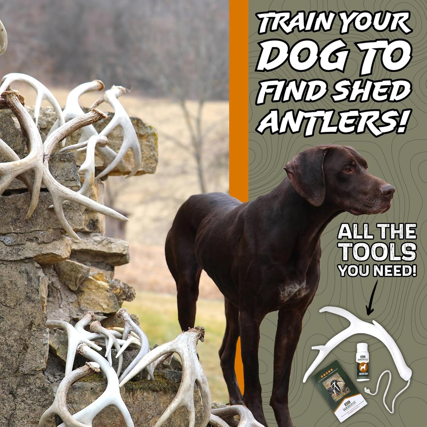 DogBone Shed Hunting Dog Training Kit – Train Your Puppy to Find Deer Antlers - Includes 2 oz Scent for Nosework & Flexible Floating Dummy for Retrieving - Perfect for Whitetail Hunters