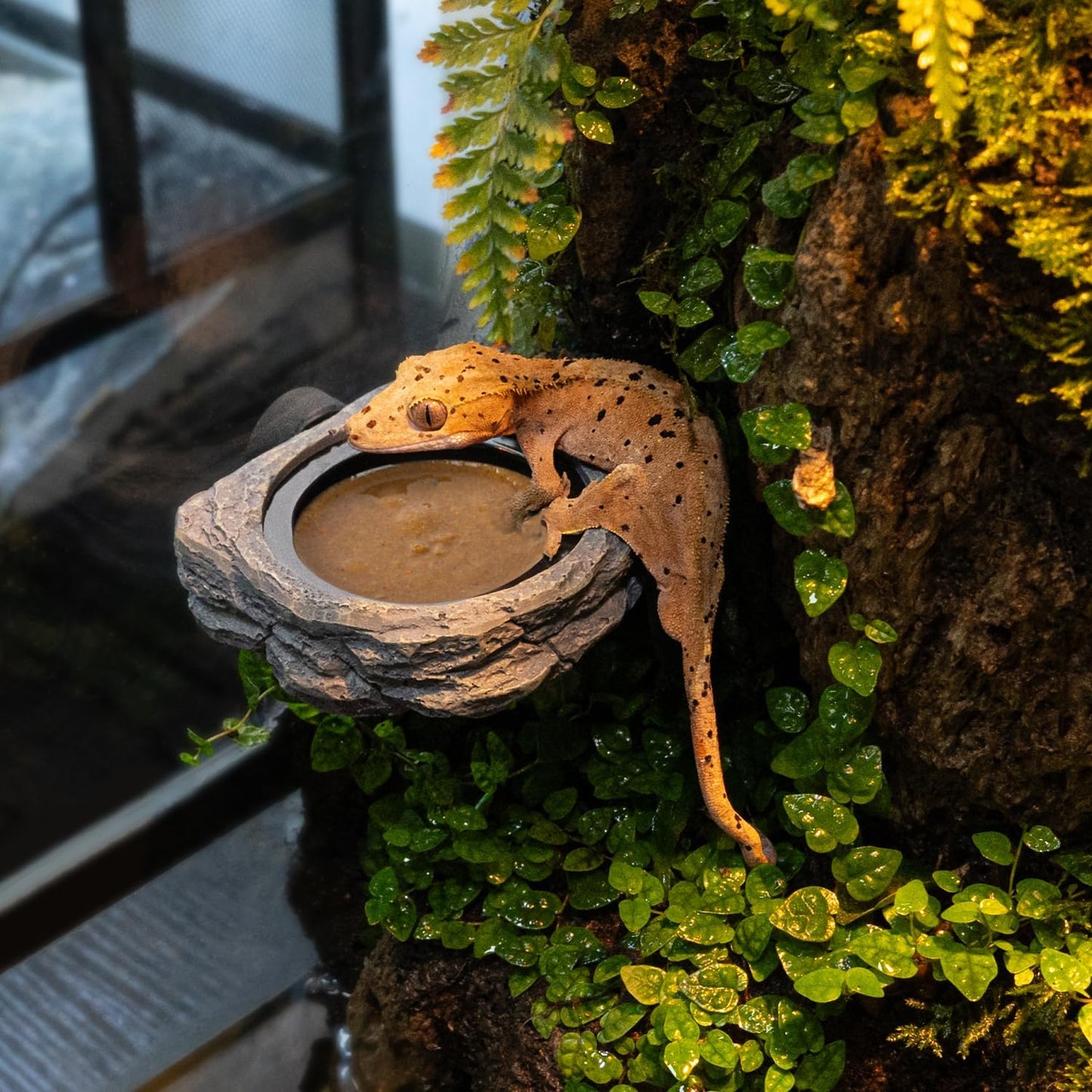 Wacool Magnetic Gecko Ledge - Single Bowl Reptile Feeding Tray with 3 Feeding Cups for Geckos, Lizards, Chameleons and Reptile Pets