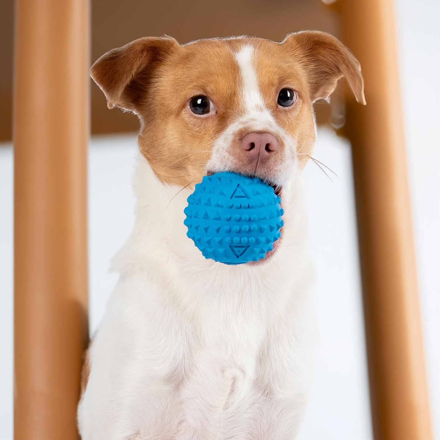 Best Pet Supplies Interactive Squeaky Dog Chew Toy, Ideal Dog Toys for Chewers, Small, Medium & Large Dogs, and Fetch Lovers - Spiky Ball (Blue, Orange), Medium 2.5"