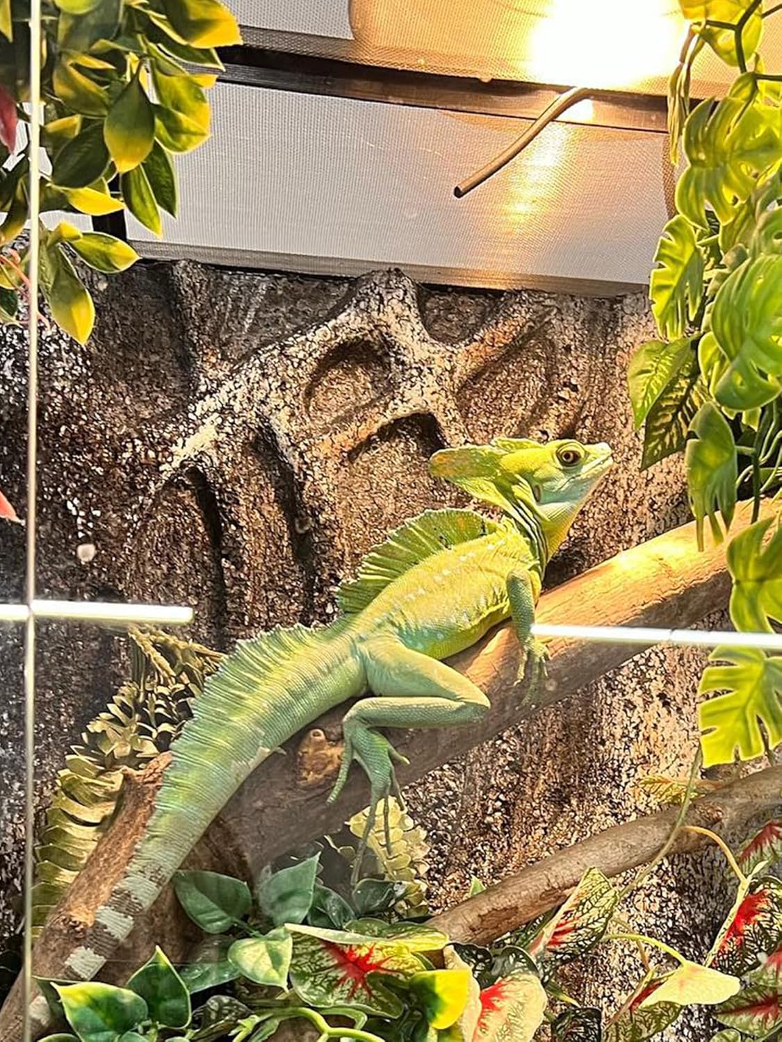 Heat Lamp Bulb, 160 Watt Pack of 2 Full Spectrum UVA UVB Reptile Heat Bulb, Basking Spot Light, Simulate Natural Sun Light for Reptile and Amphibian, Pack of 2