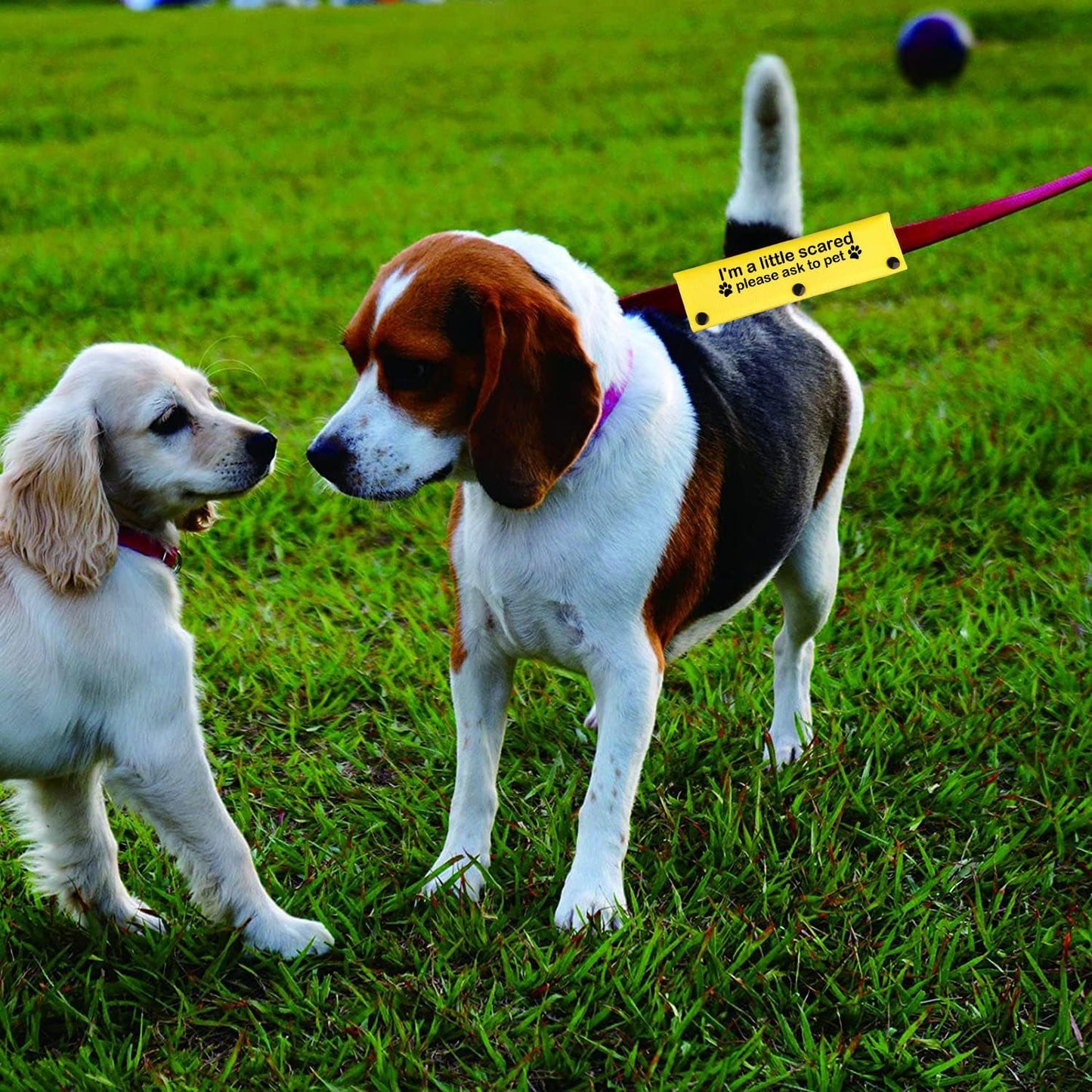 Funny Dog Leash Sleeve I'm a Little Scared Please Ask to pet Leash Wrap Alert Hanging ID Patch Tag Pet Birthday Gift (Little Scared-YE Sleeve)