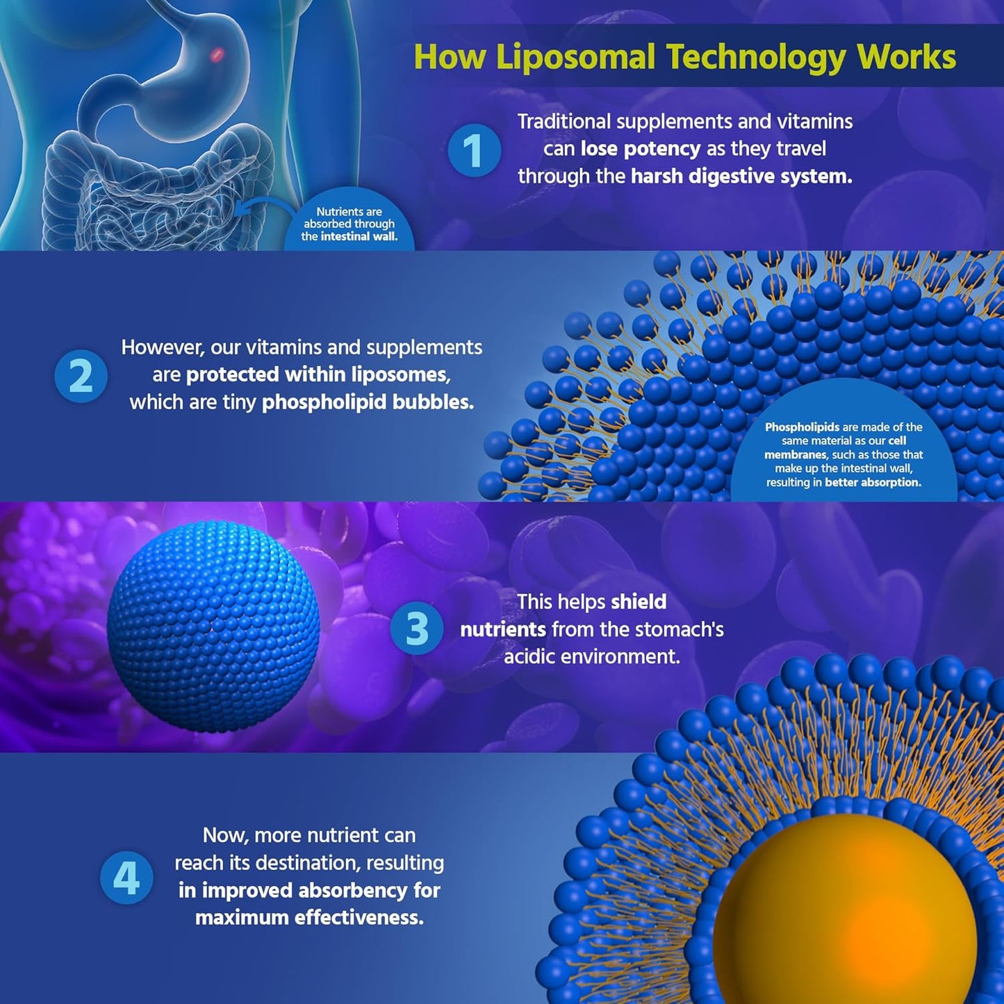 Core Med Science Liposomal Curcumin Capsules, 500mg - Pure Turmeric Extract Supplement - High Absorption Joint & Heart Health Support for Adults - Promotes Cognitive & Brain Health, Non-GMO (60 Count)