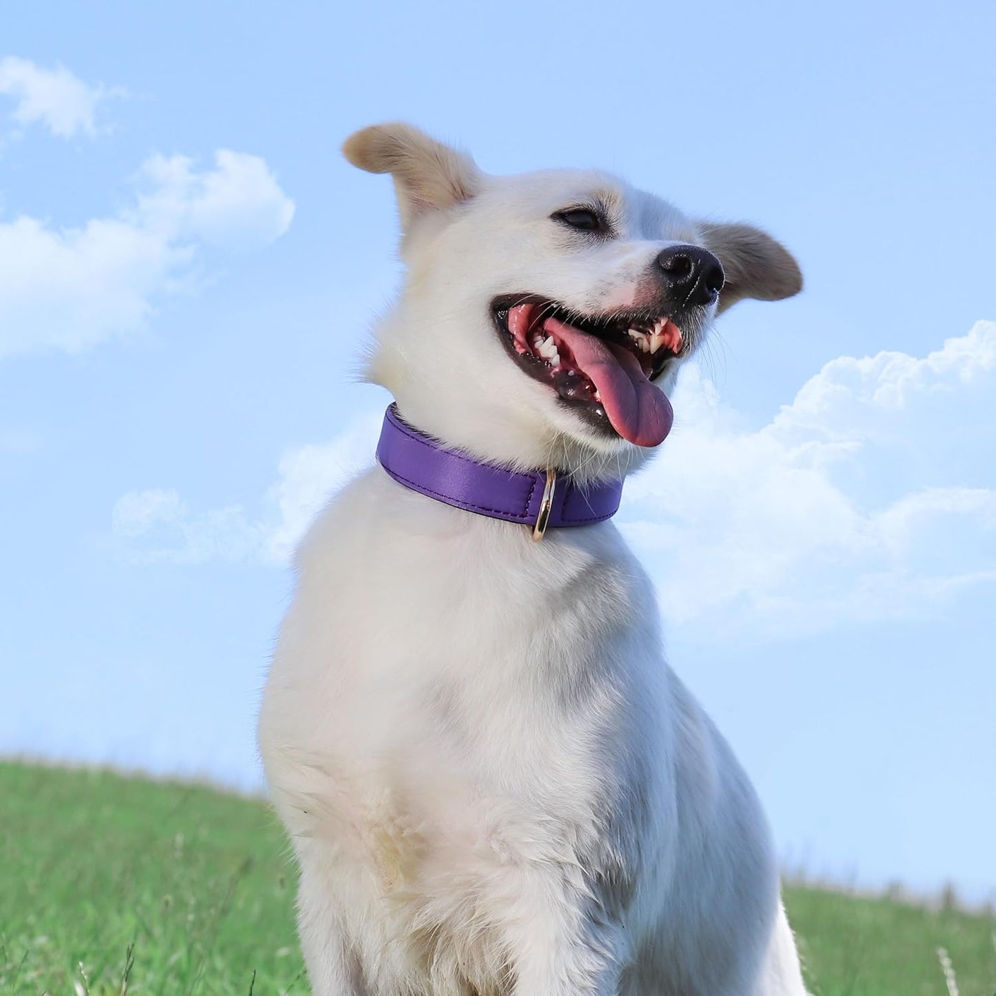 Didog Soft Padded Dog Collars for Medium Dogs, Lightweight and Breathable Purple Dog Collar with Metal Buckle, Purple, L